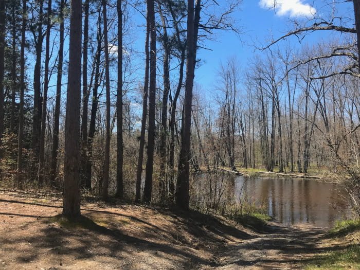 Thunder Bay River State Forest Campground