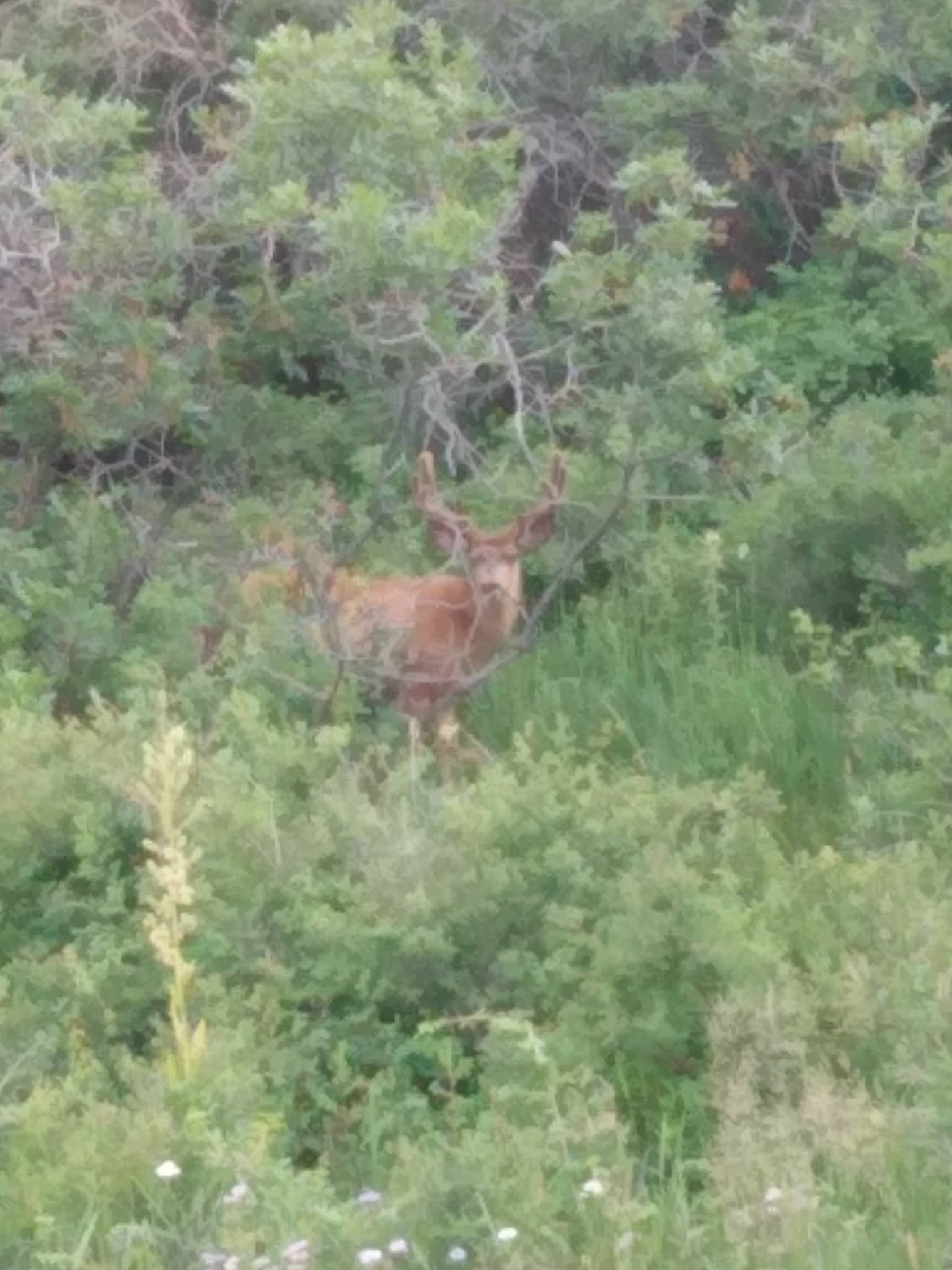 Canjilon Lakes Campground