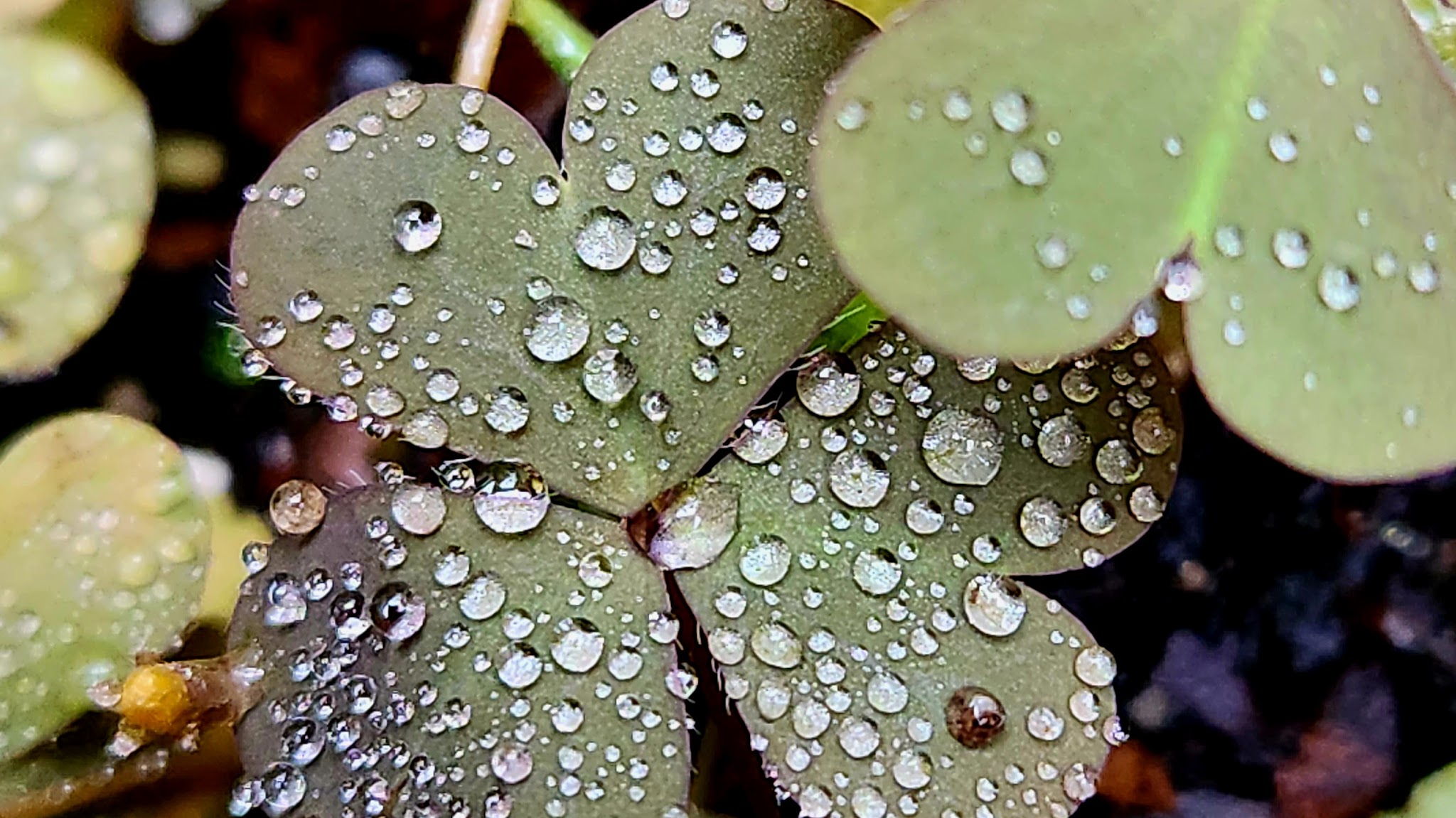 Dunns Farm Camp Zone