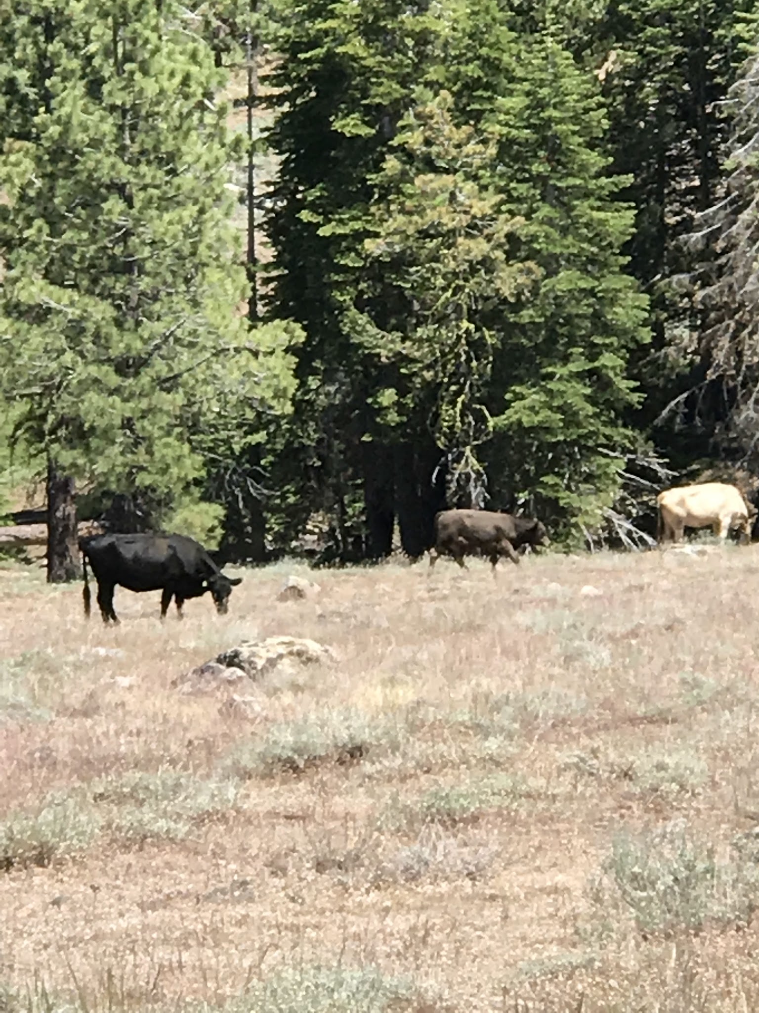 Mill Creek Campground