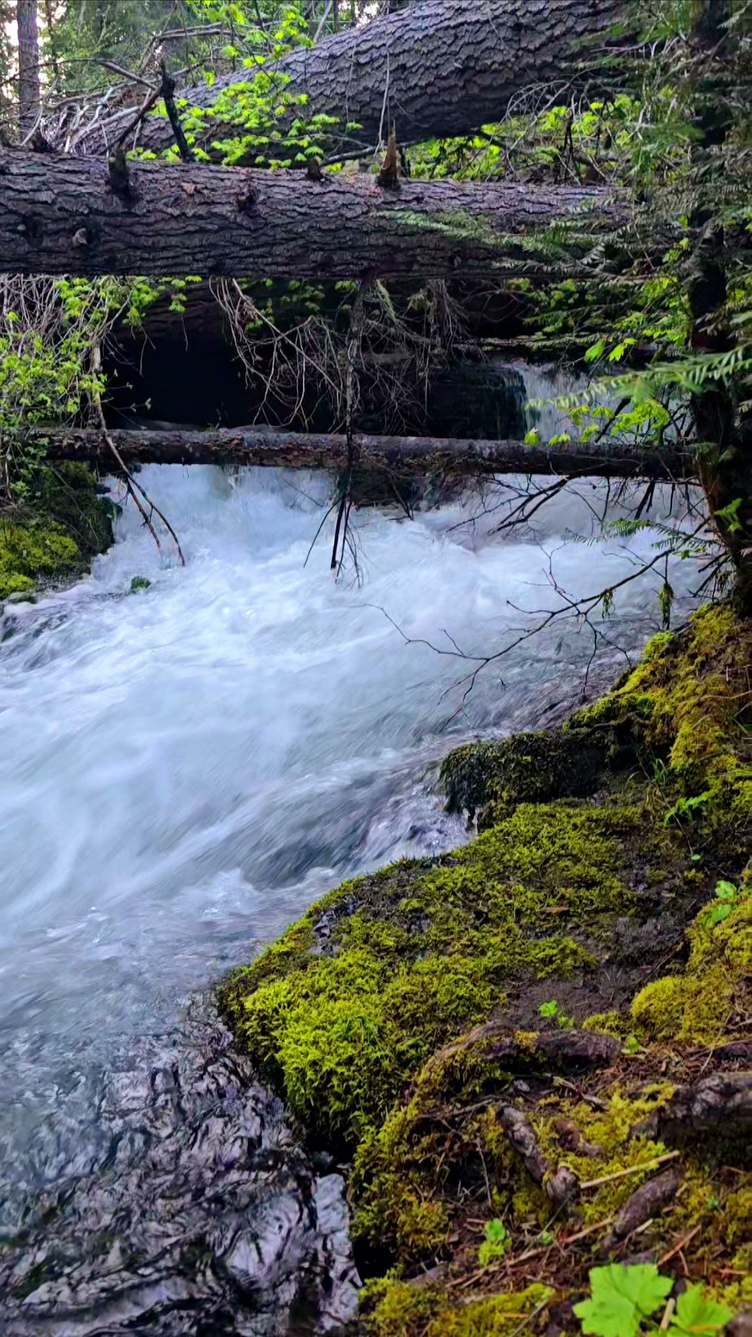 Mill Creek Campground