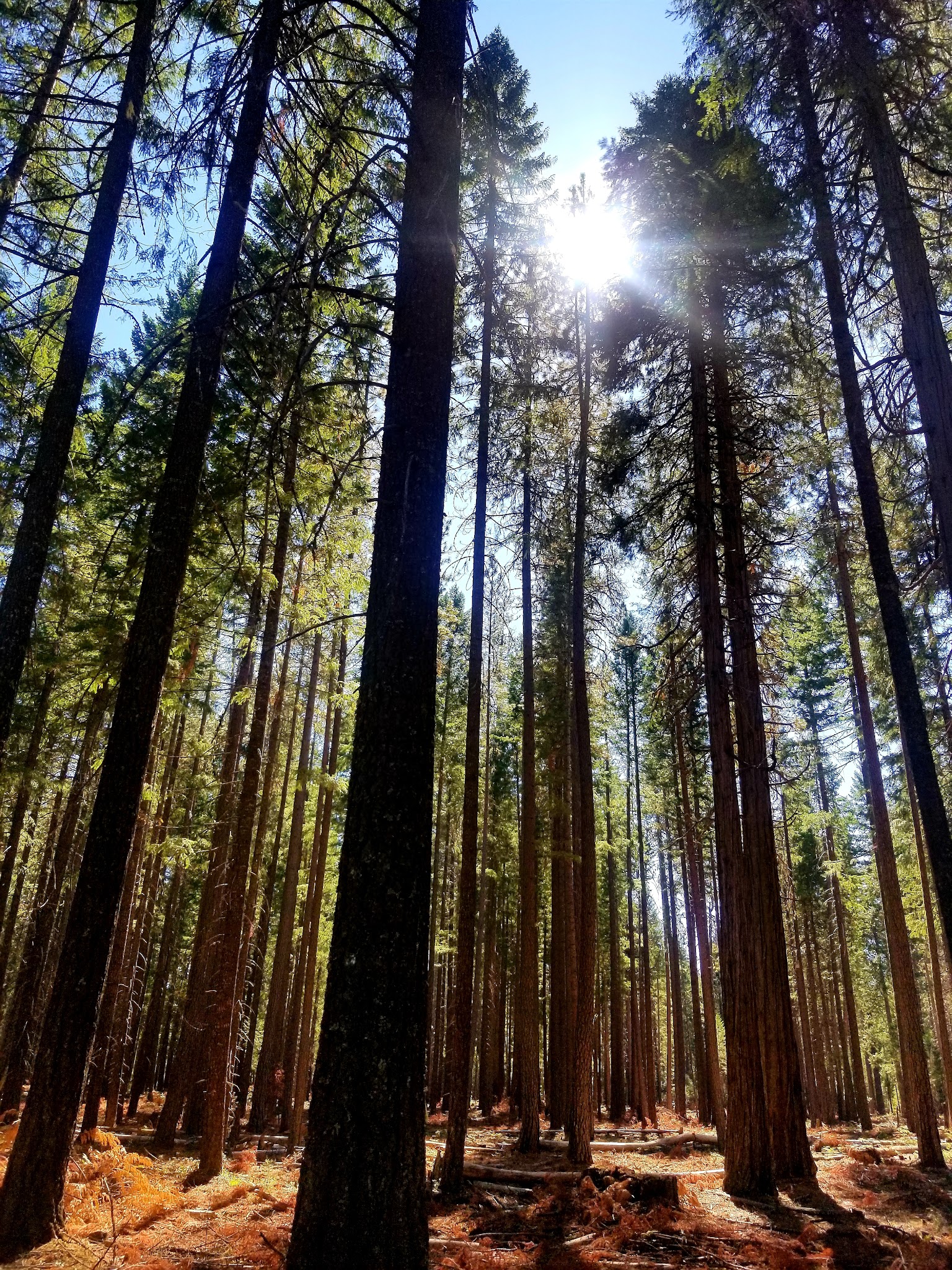 Mill Creek Campground