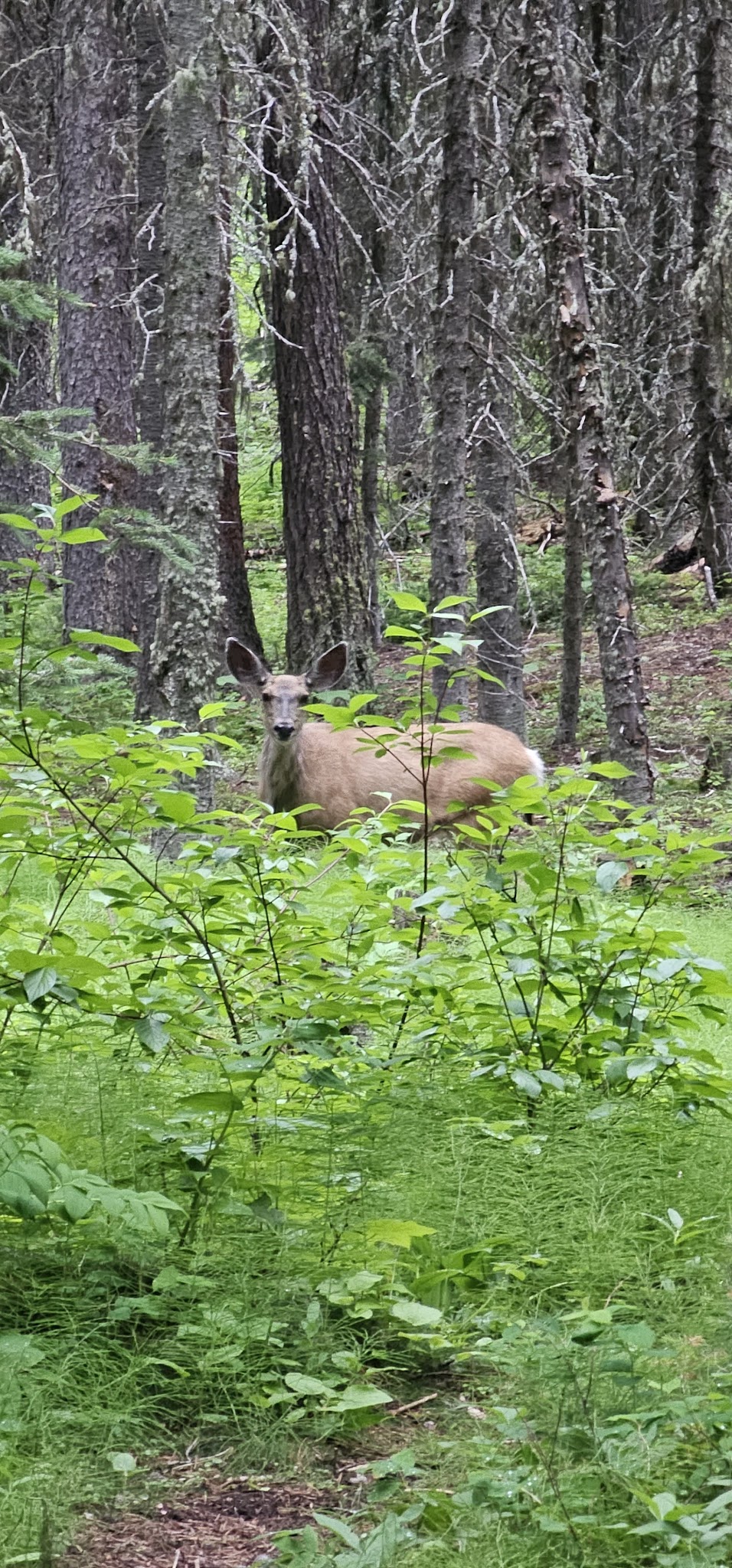 Mill Falls Campground