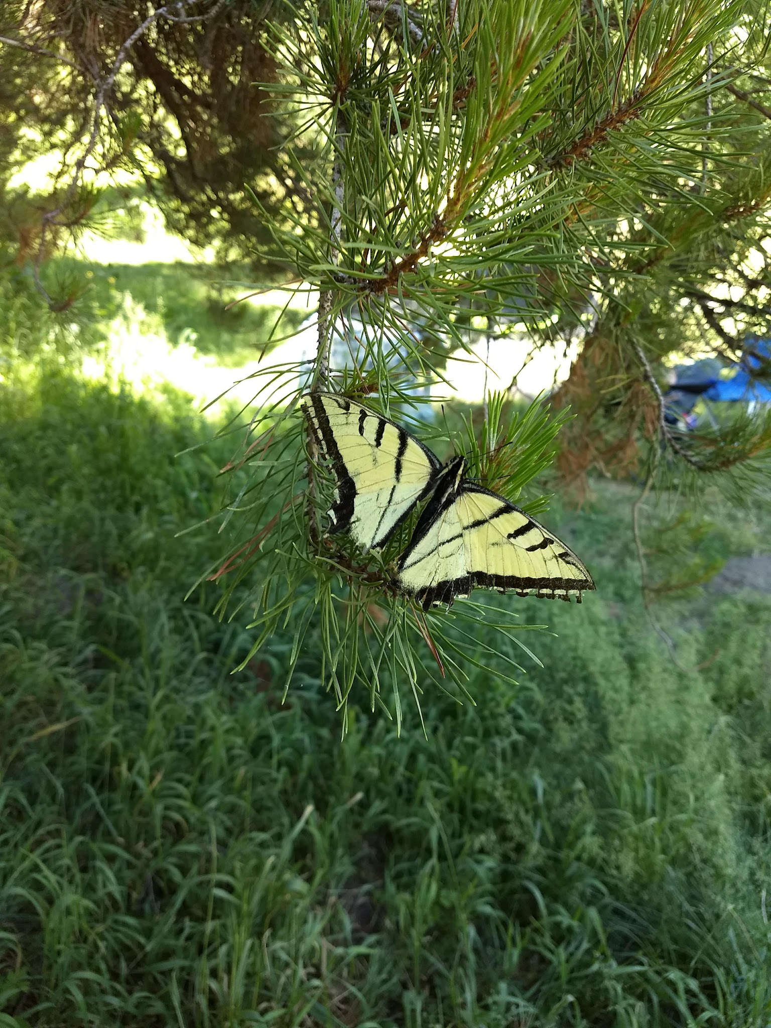Mill Flat Campground