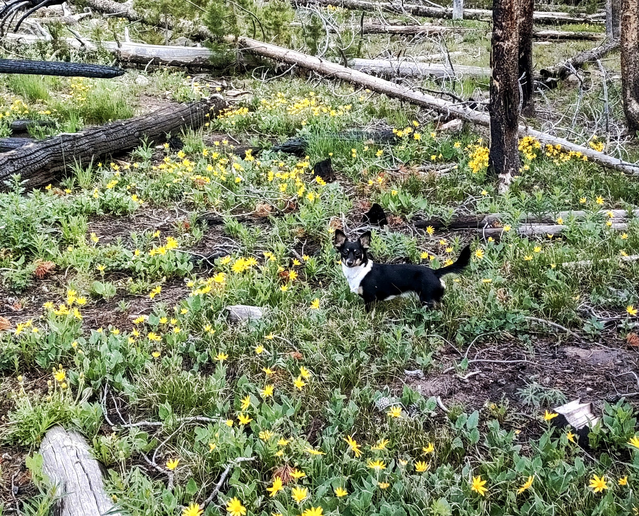 Miller Lake Dispersed Campground