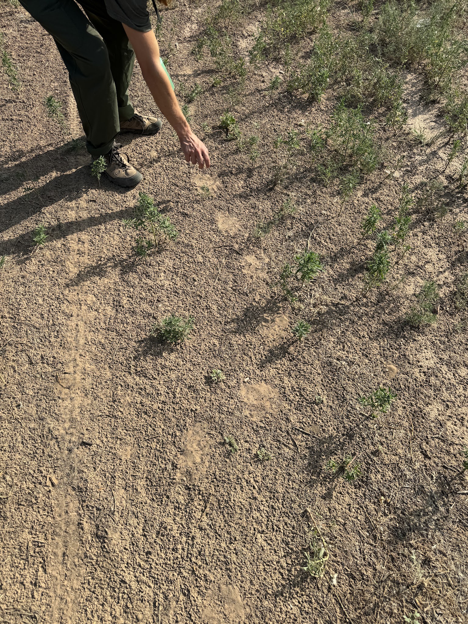 Mills Canyon Campground