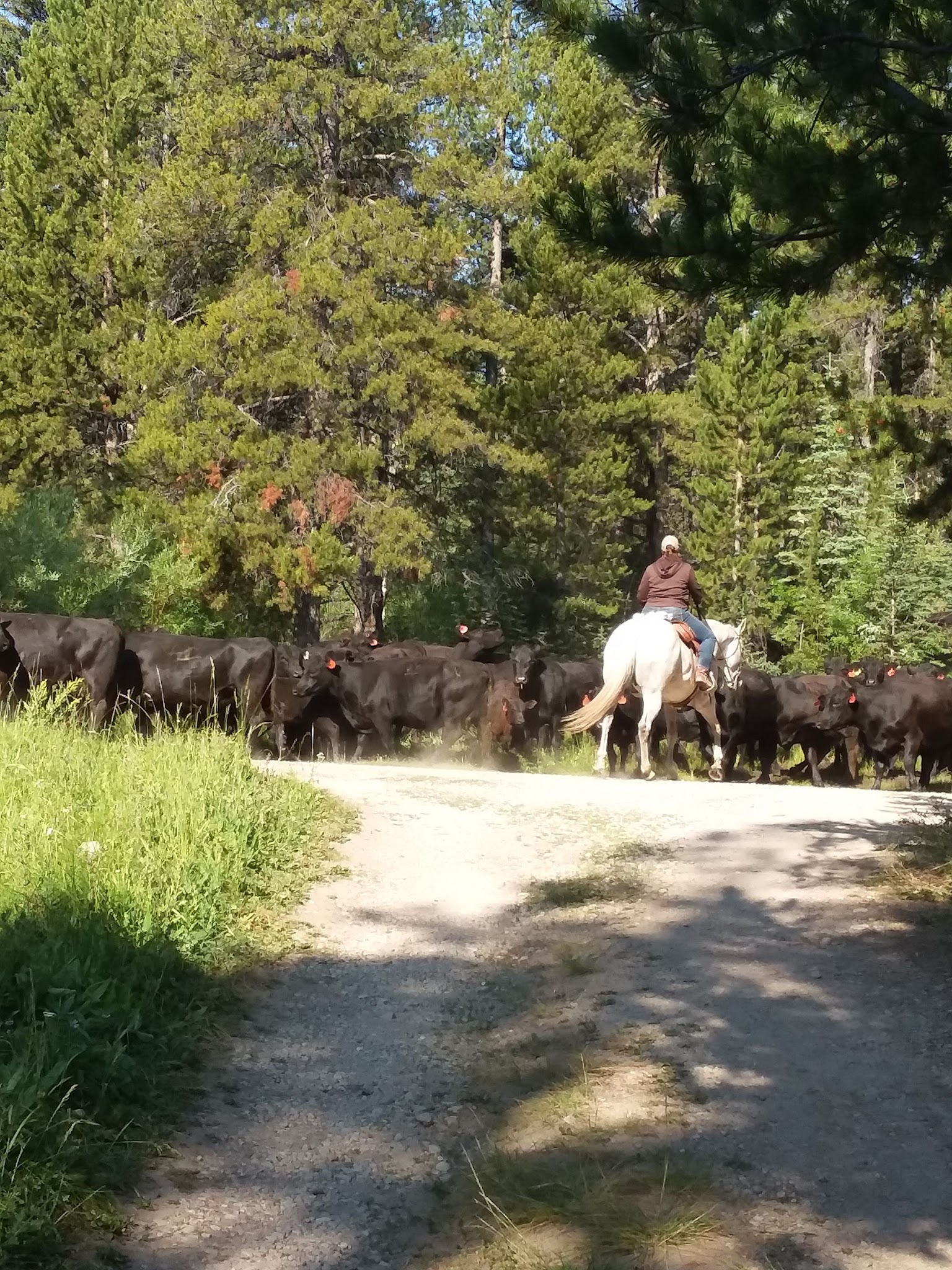Miner Lake Campground