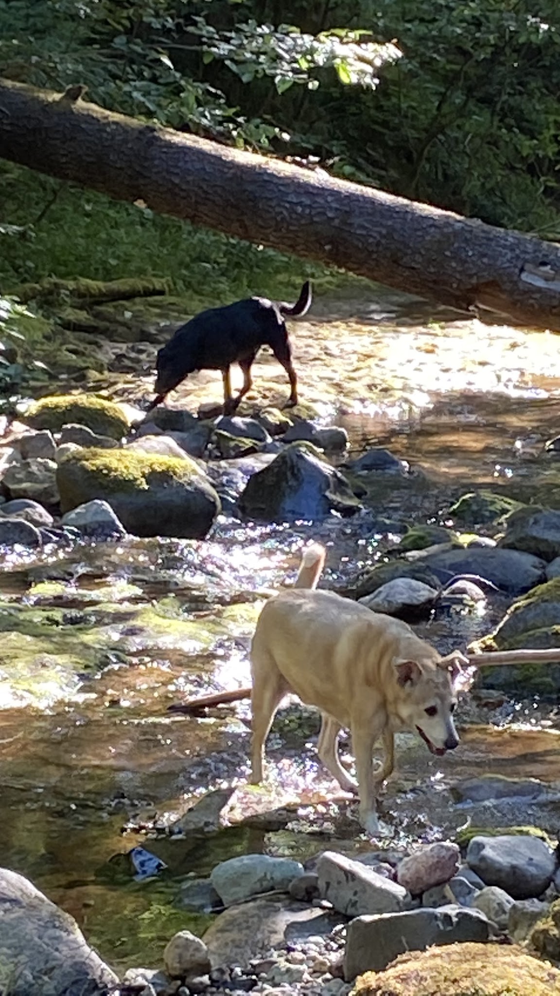 Mineral Camp Campground