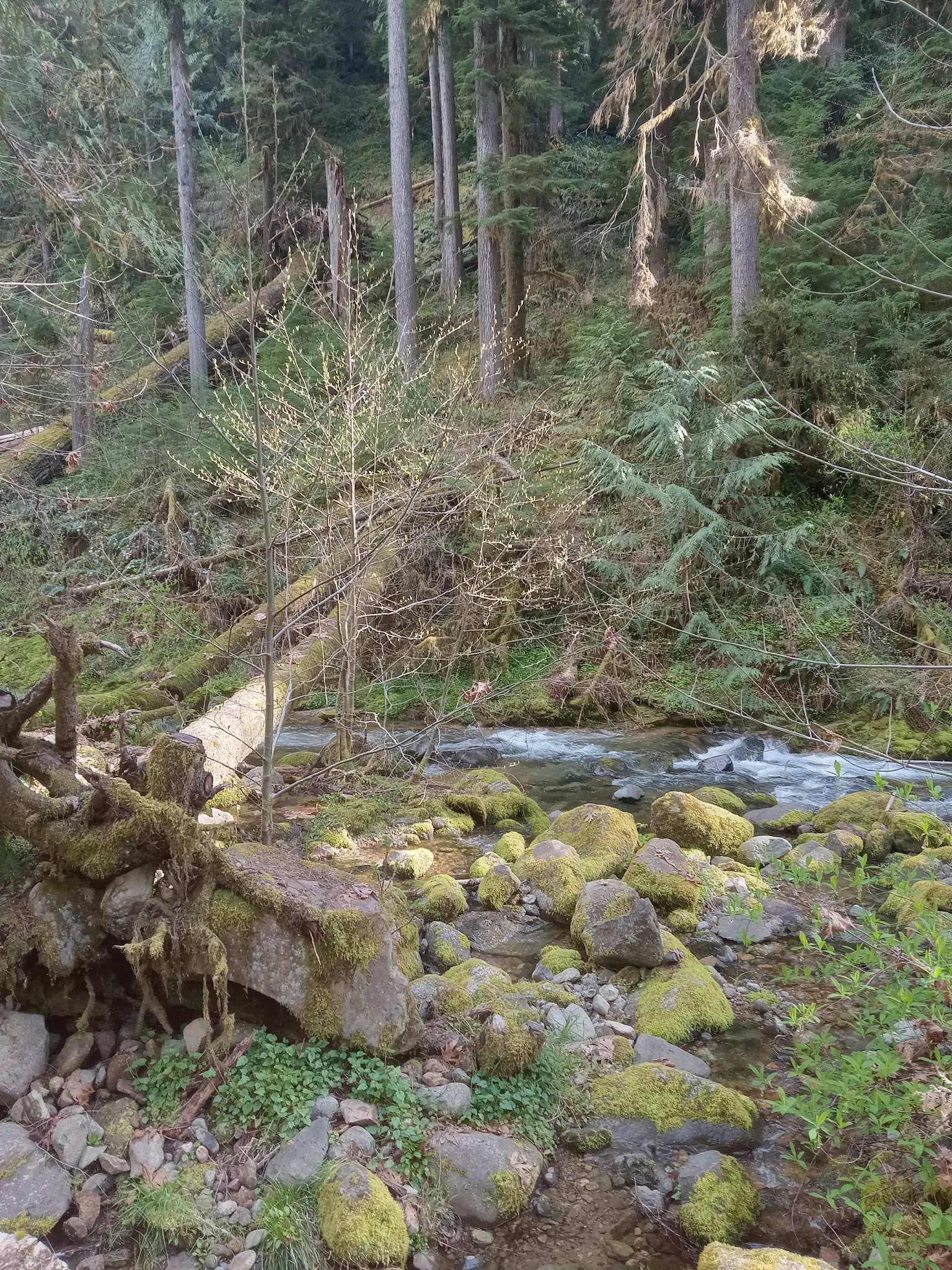 Mineral Camp Campground