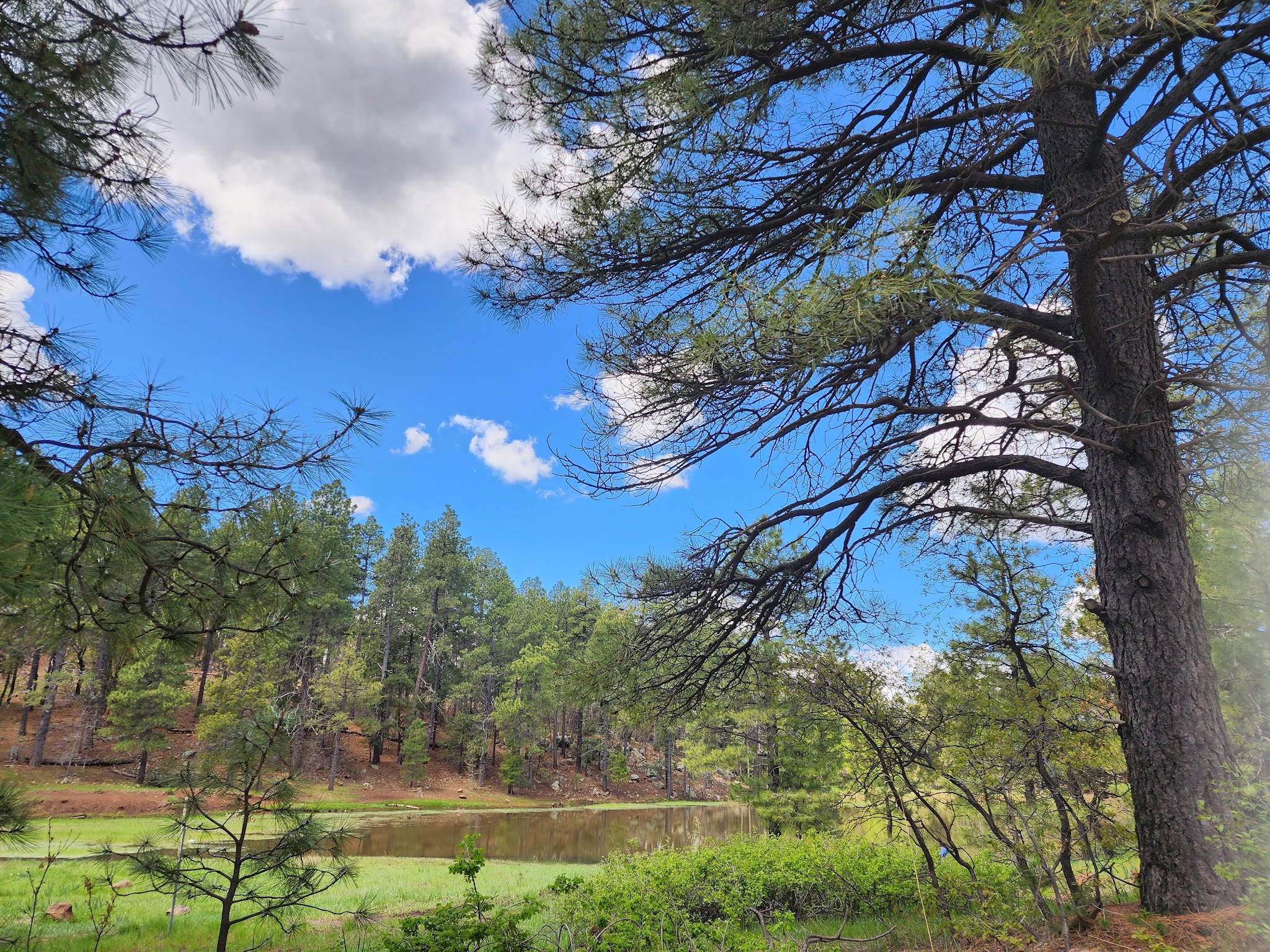 Mingus Mountain Campground