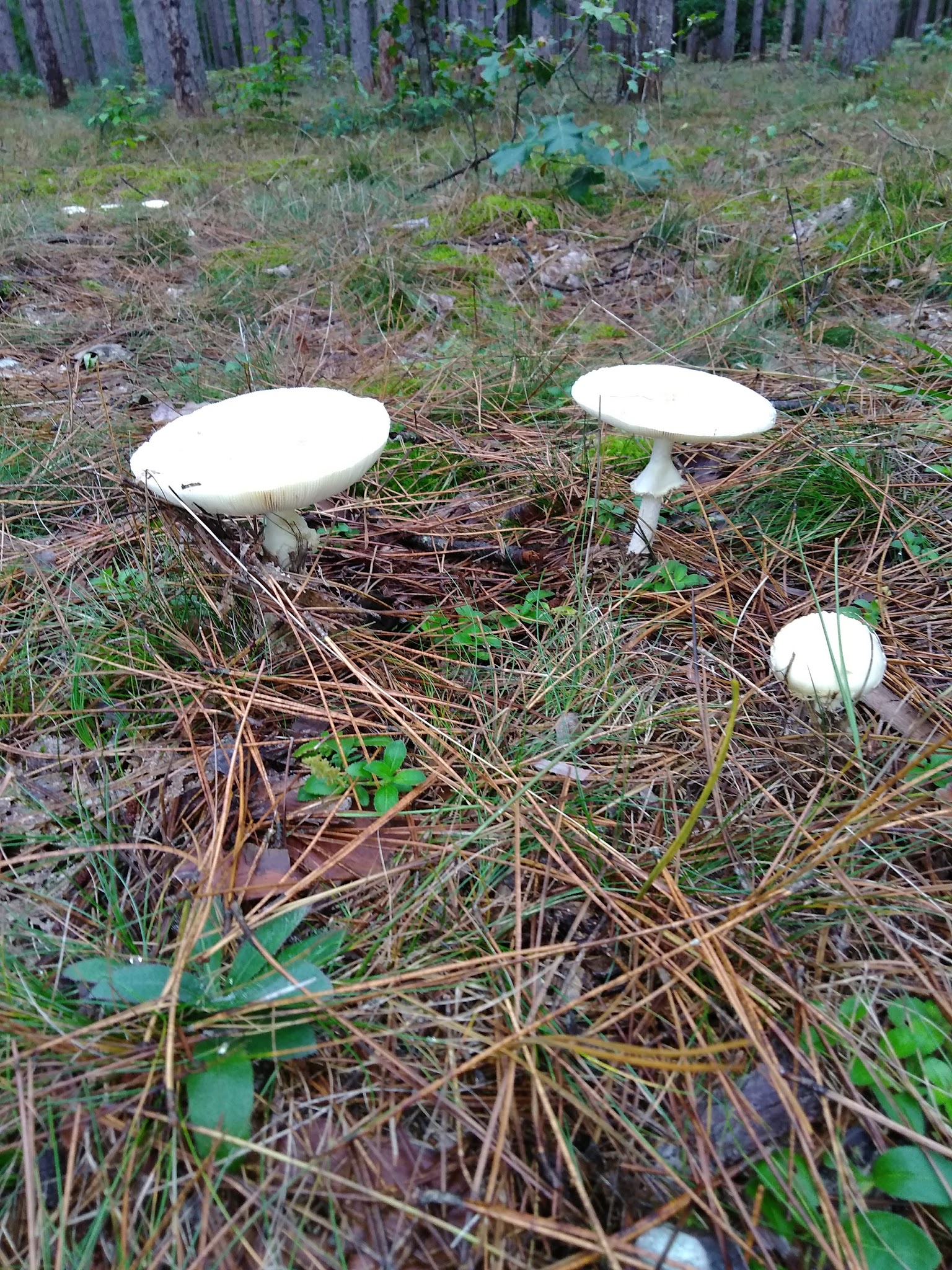 Minnie Pond Campground