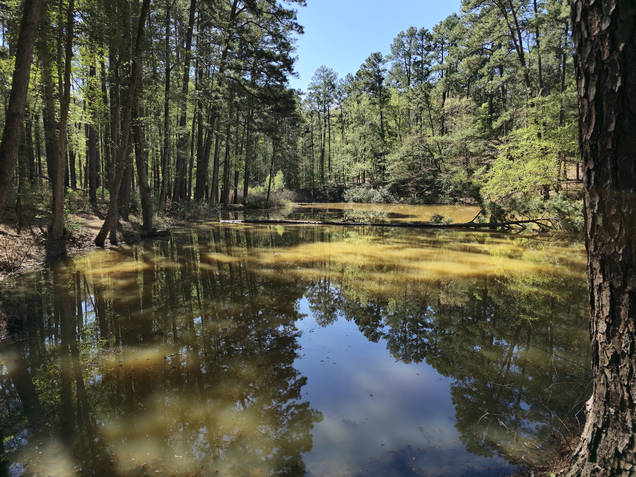 Mission Tejas State Park