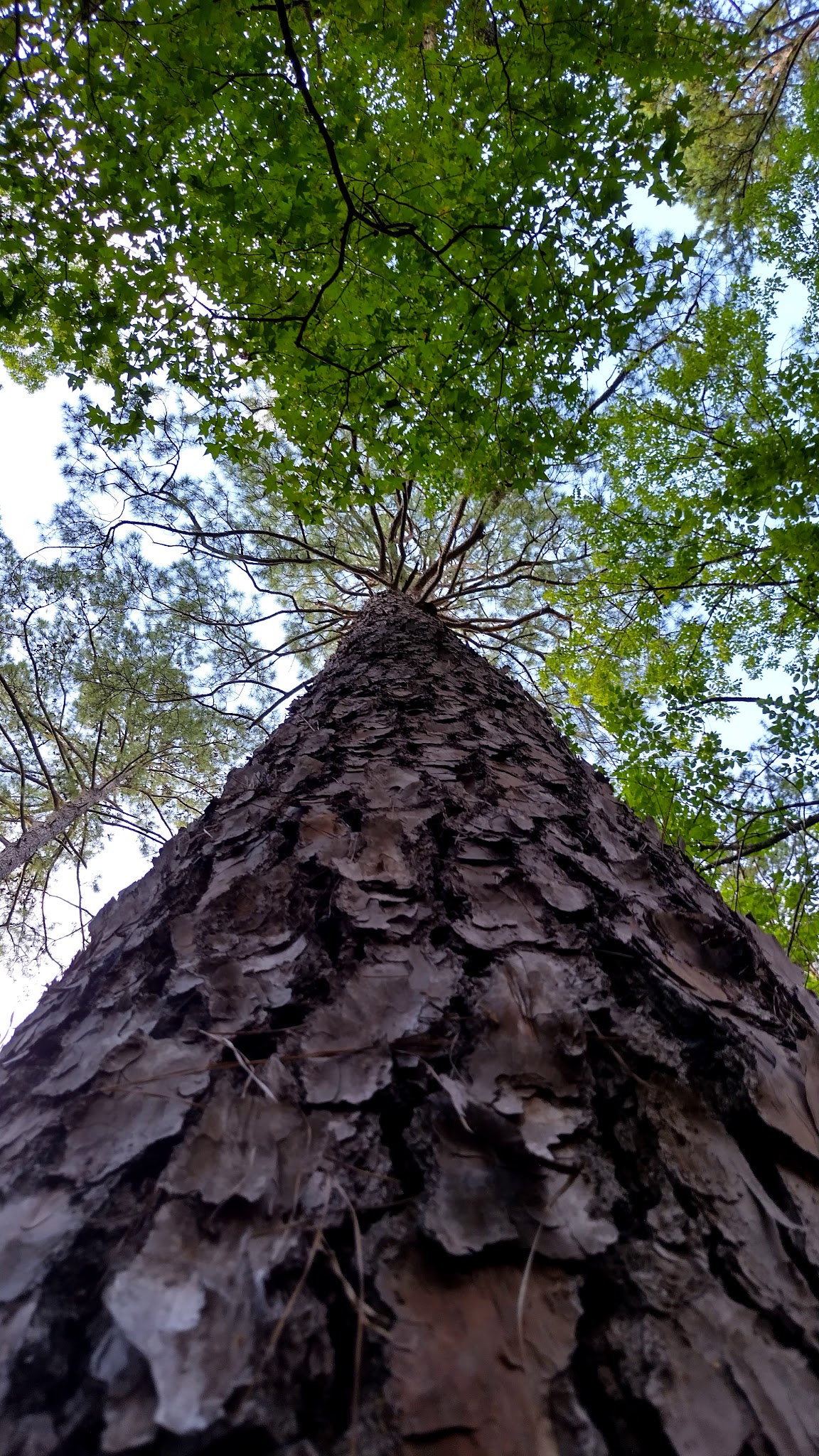 Mission Tejas State Park