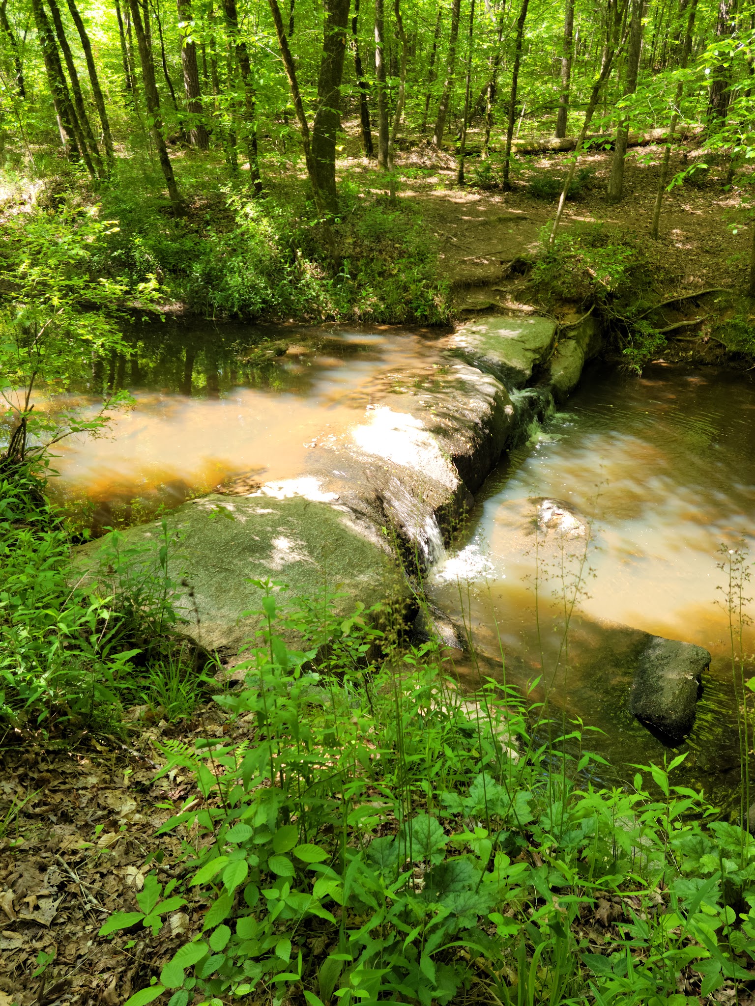 Mistletoe State Park