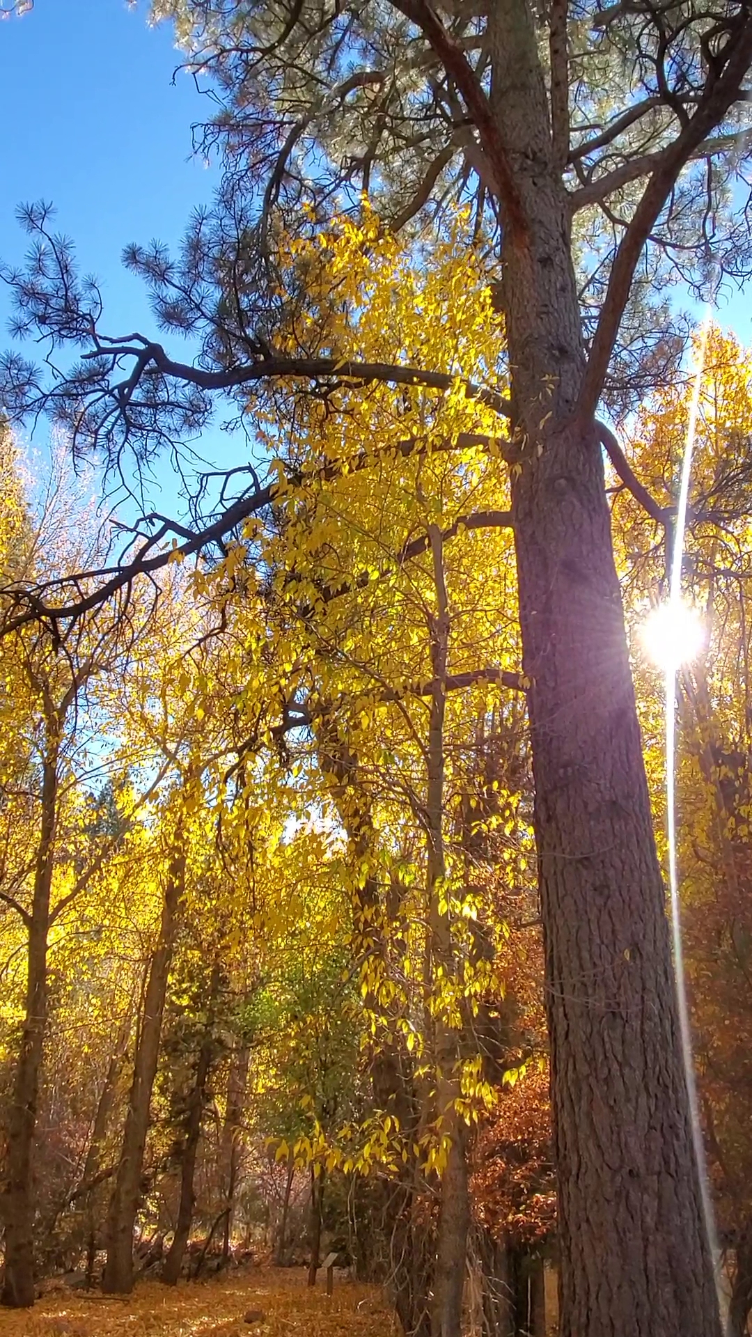 Effie Beckstrom West Group Campground