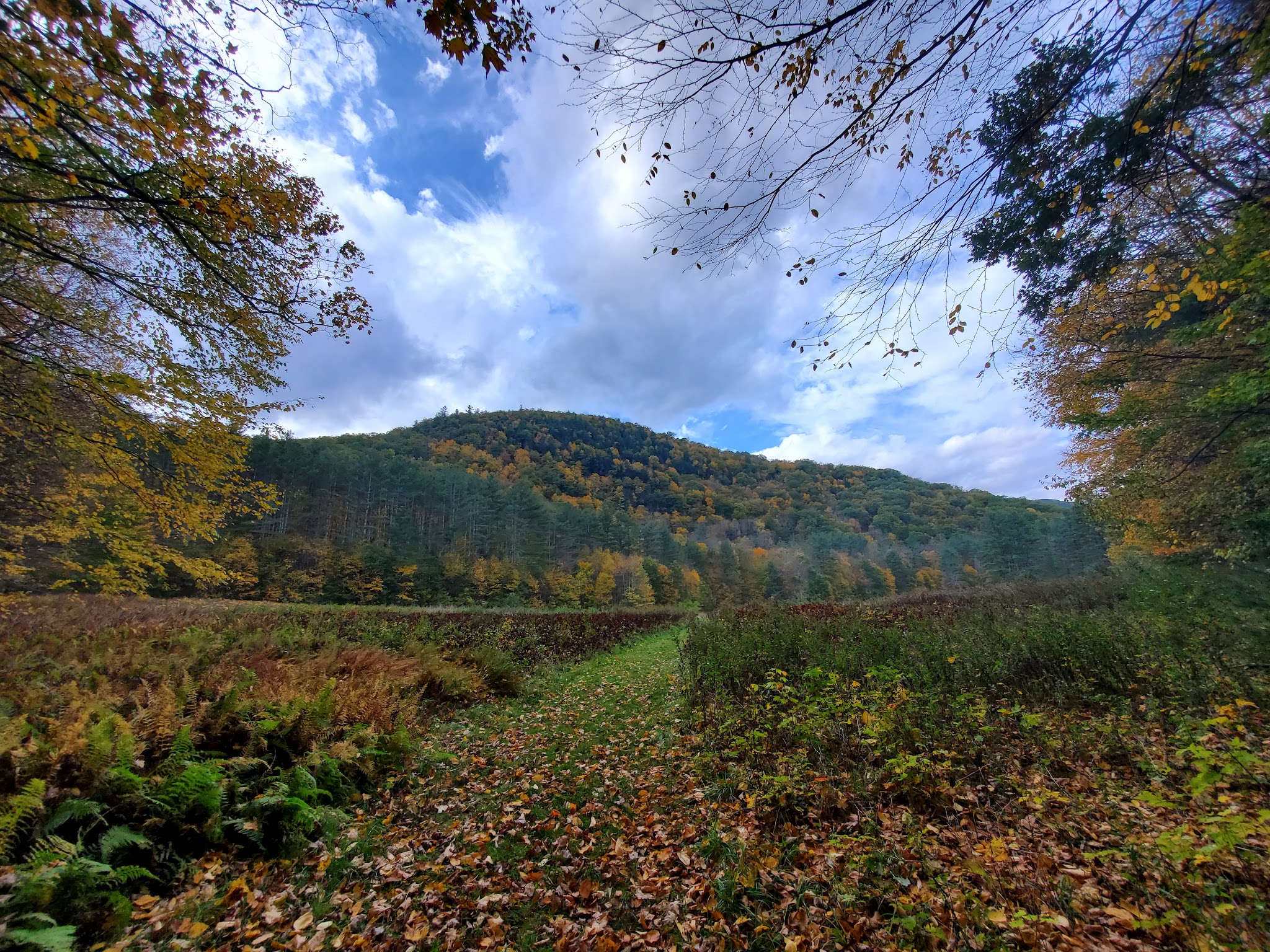 Mohawk Trail State Forest