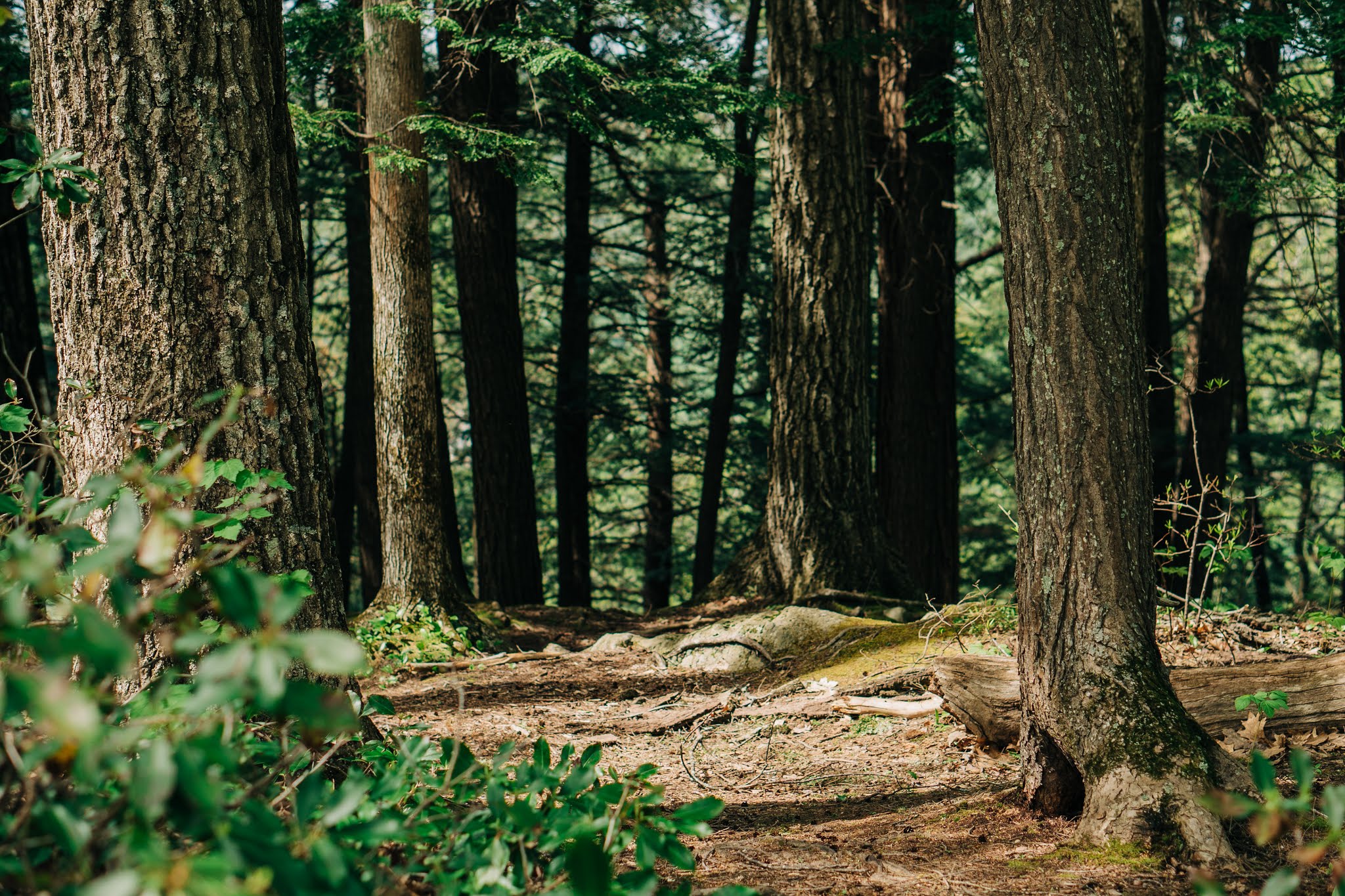 Mohawk Trail State Forest