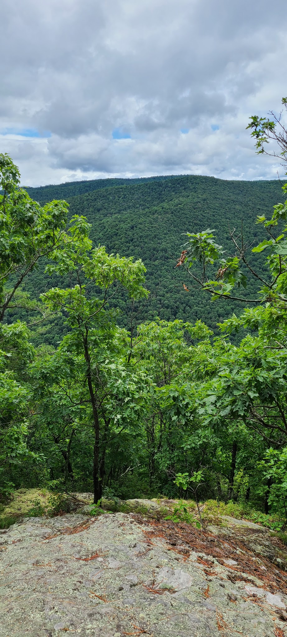 Mohawk Trail State Forest