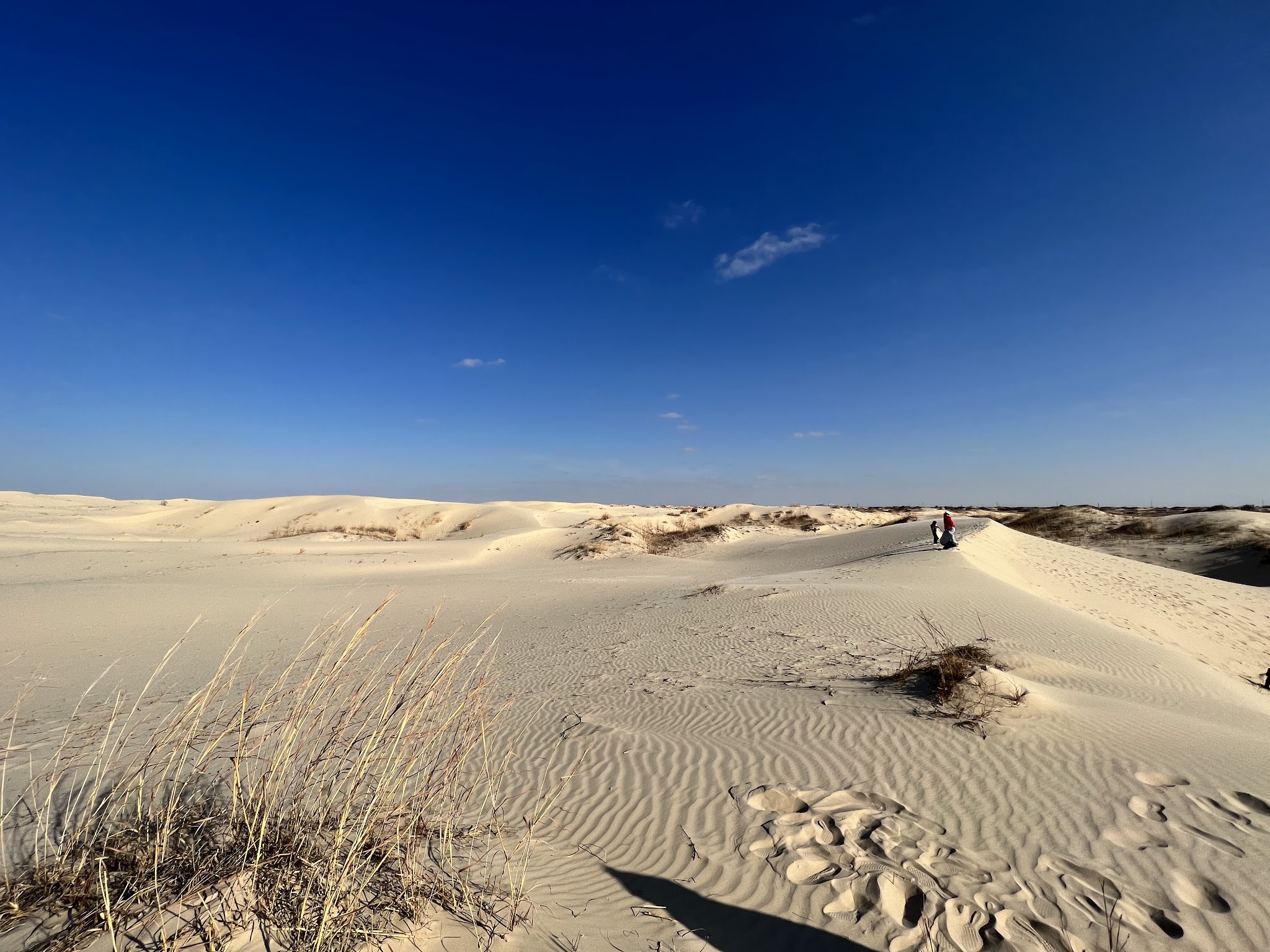 Monahans Sandhills State Park