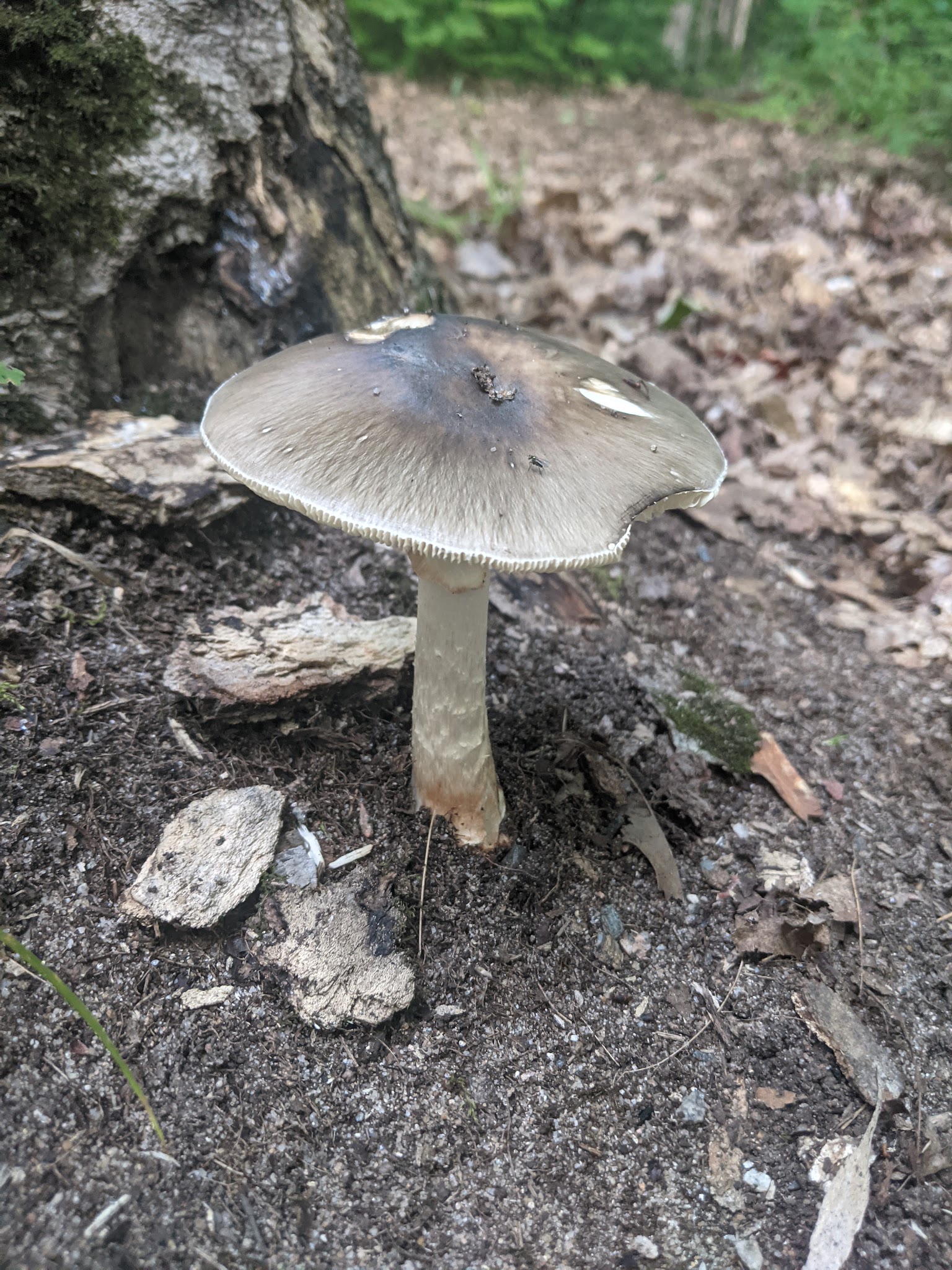 Monocle Lake Campground