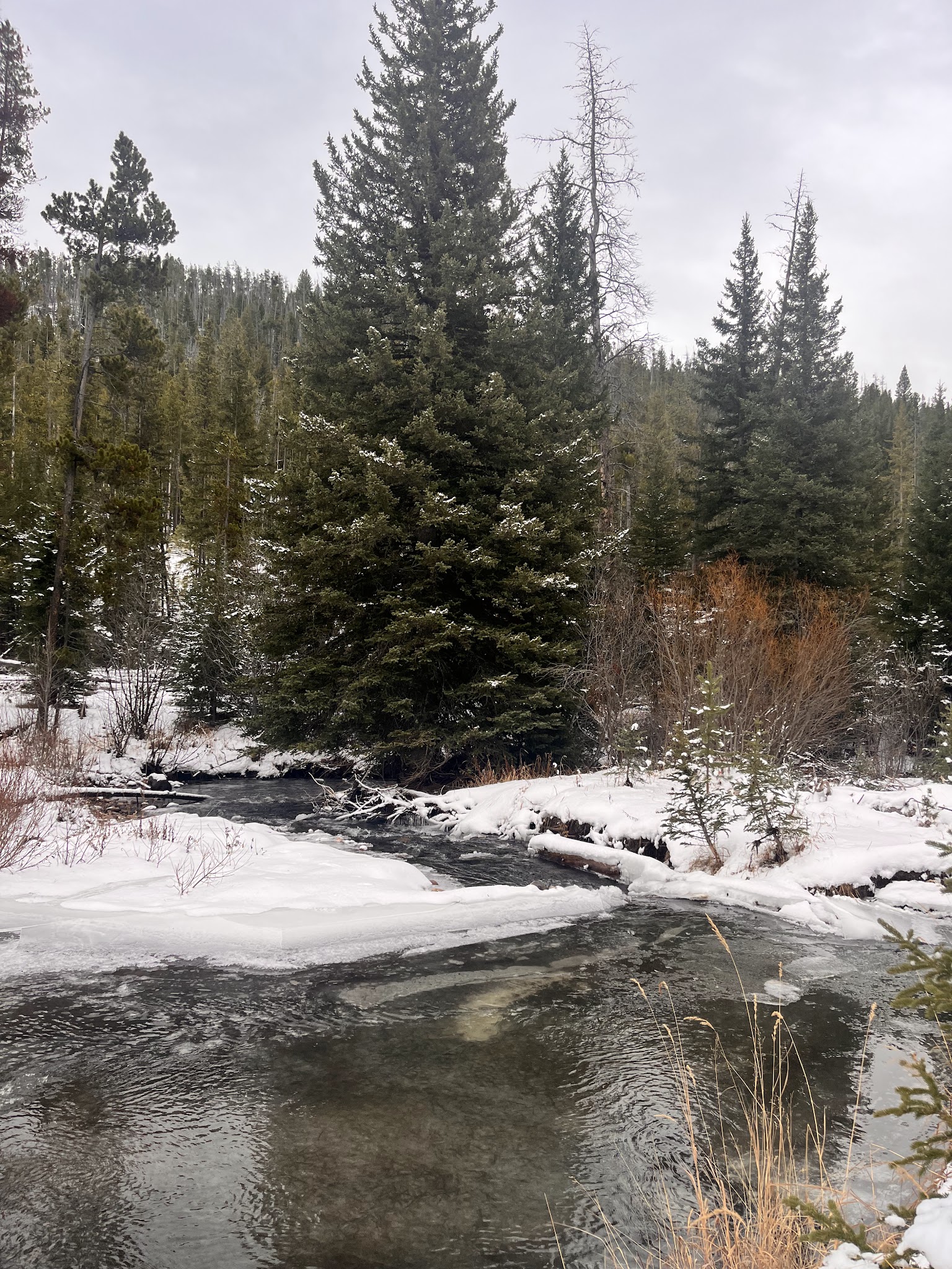 Moose Creek Campground - Little Belt Mountains
