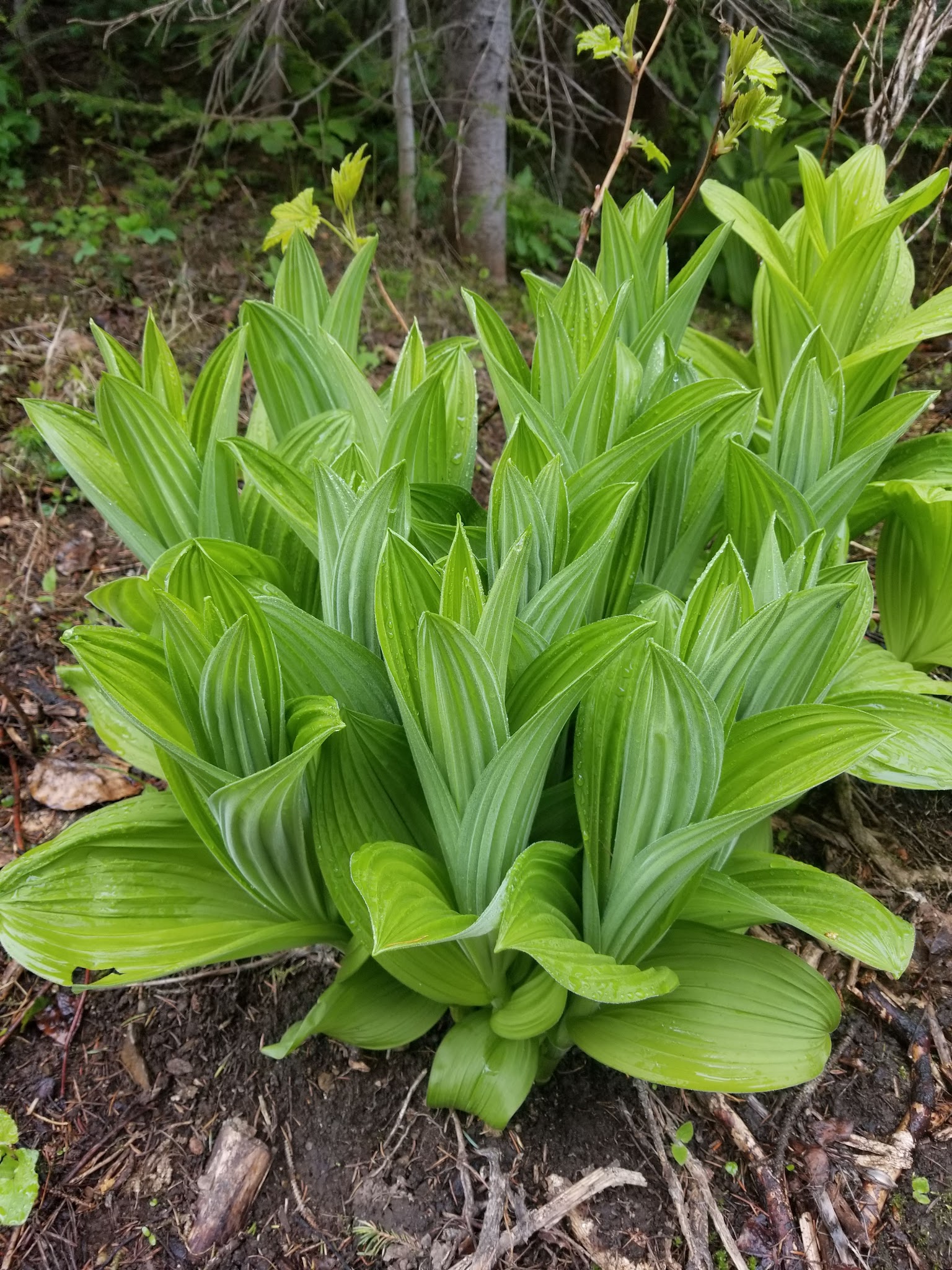 Moose Lake Campground