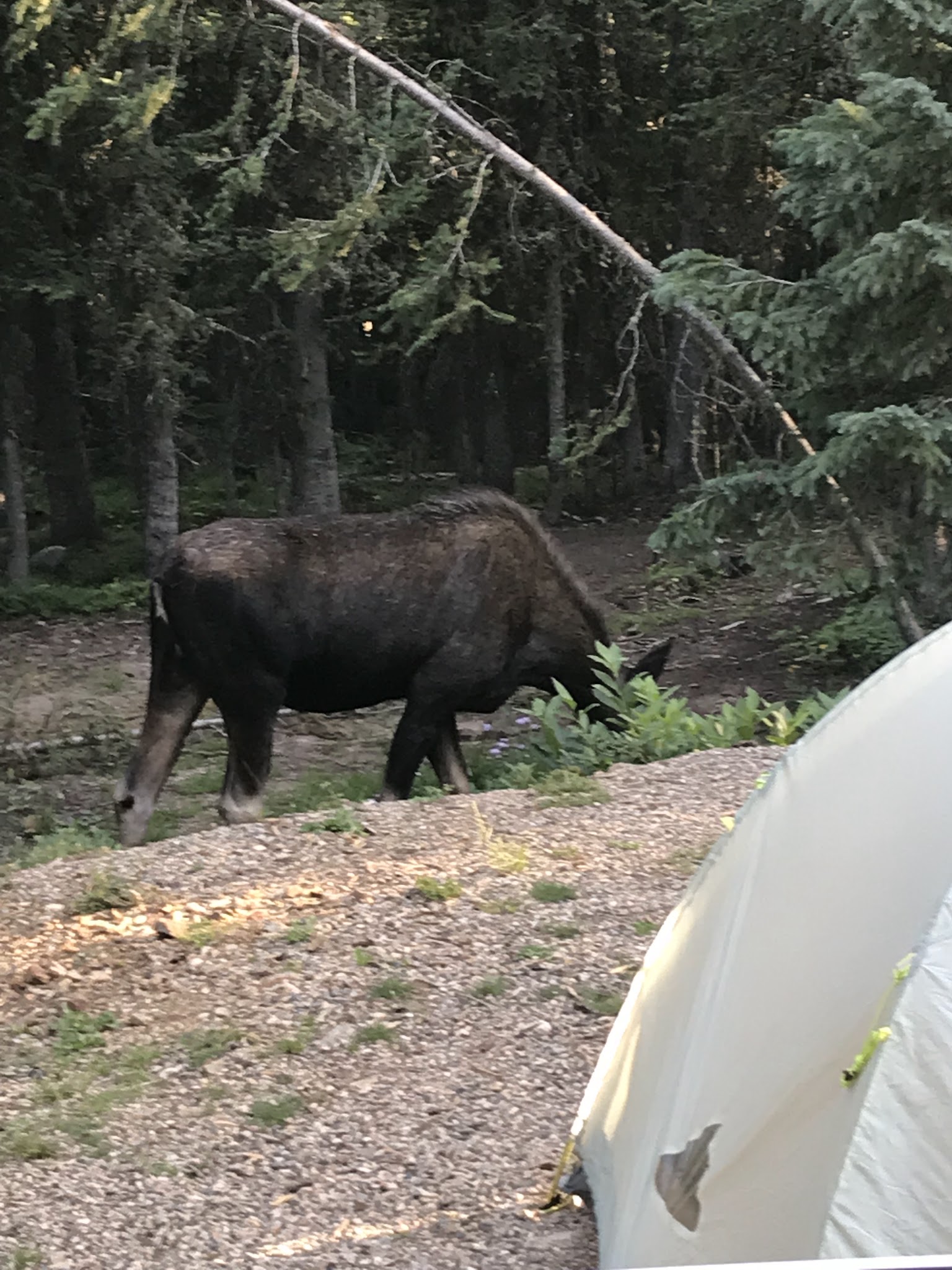 Bighorn Crags Campground