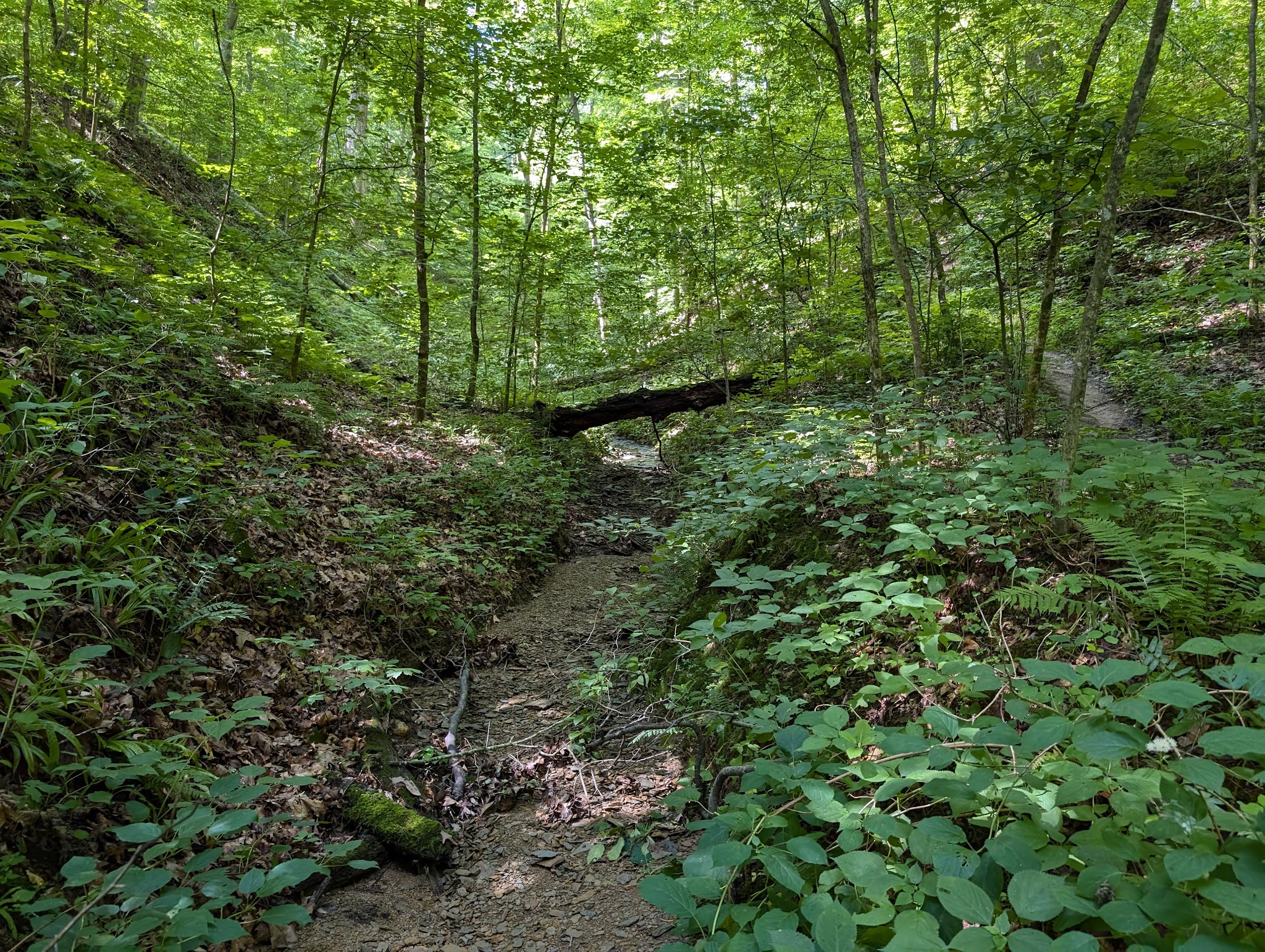 Morgan-Monroe State Forest