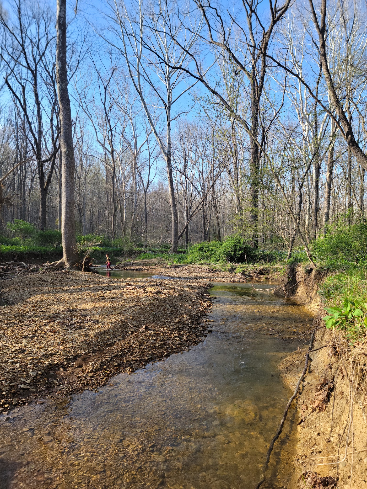 Morgan-Monroe State Forest