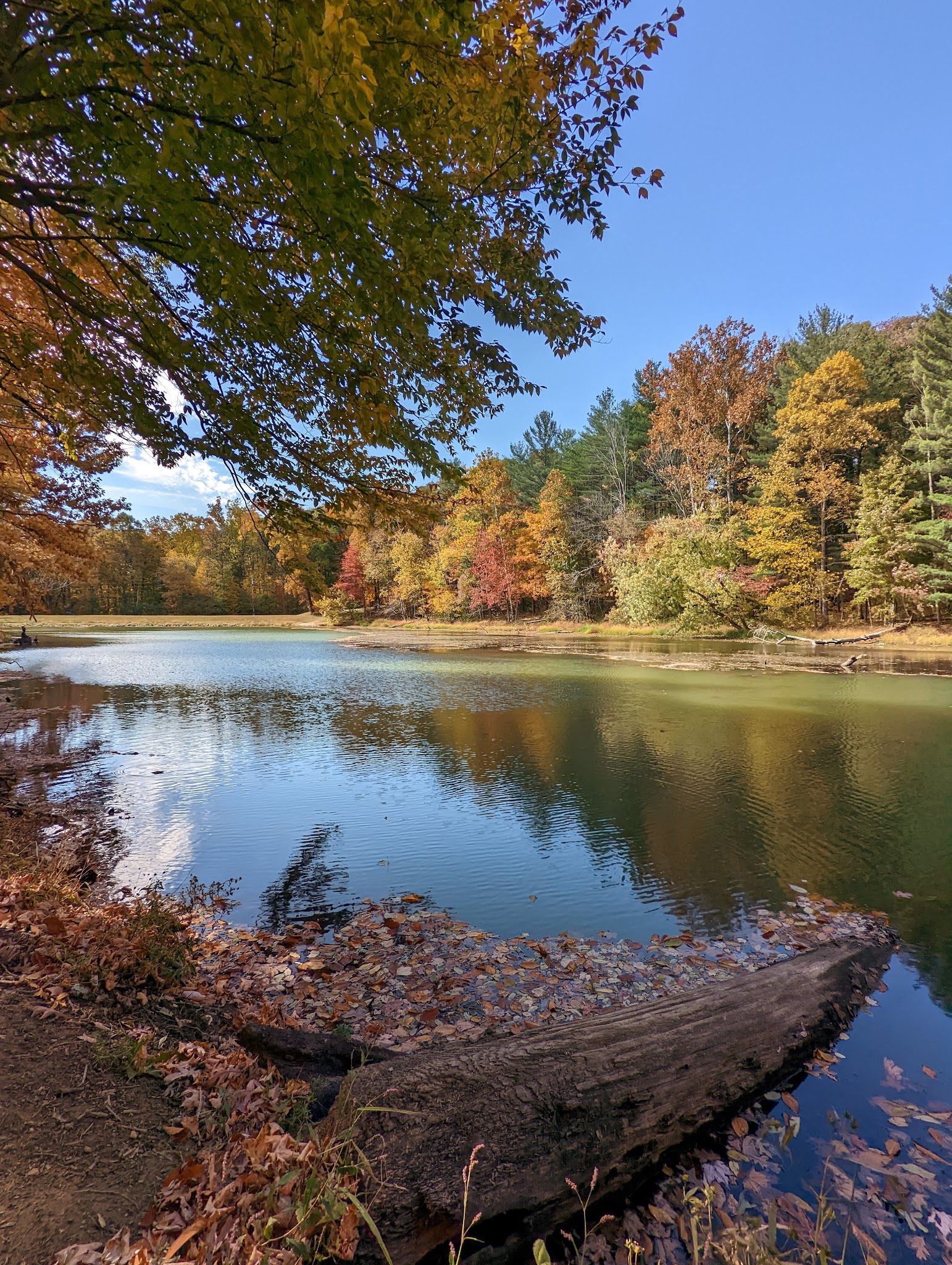 Morgan-Monroe State Forest