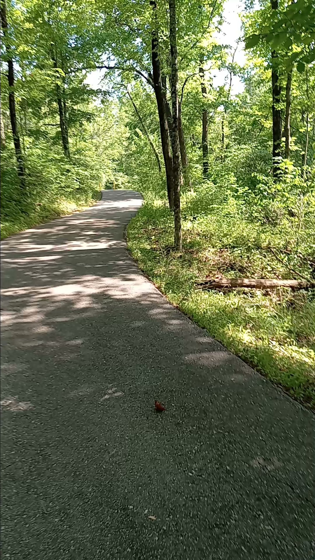 Morgan-Monroe State Forest