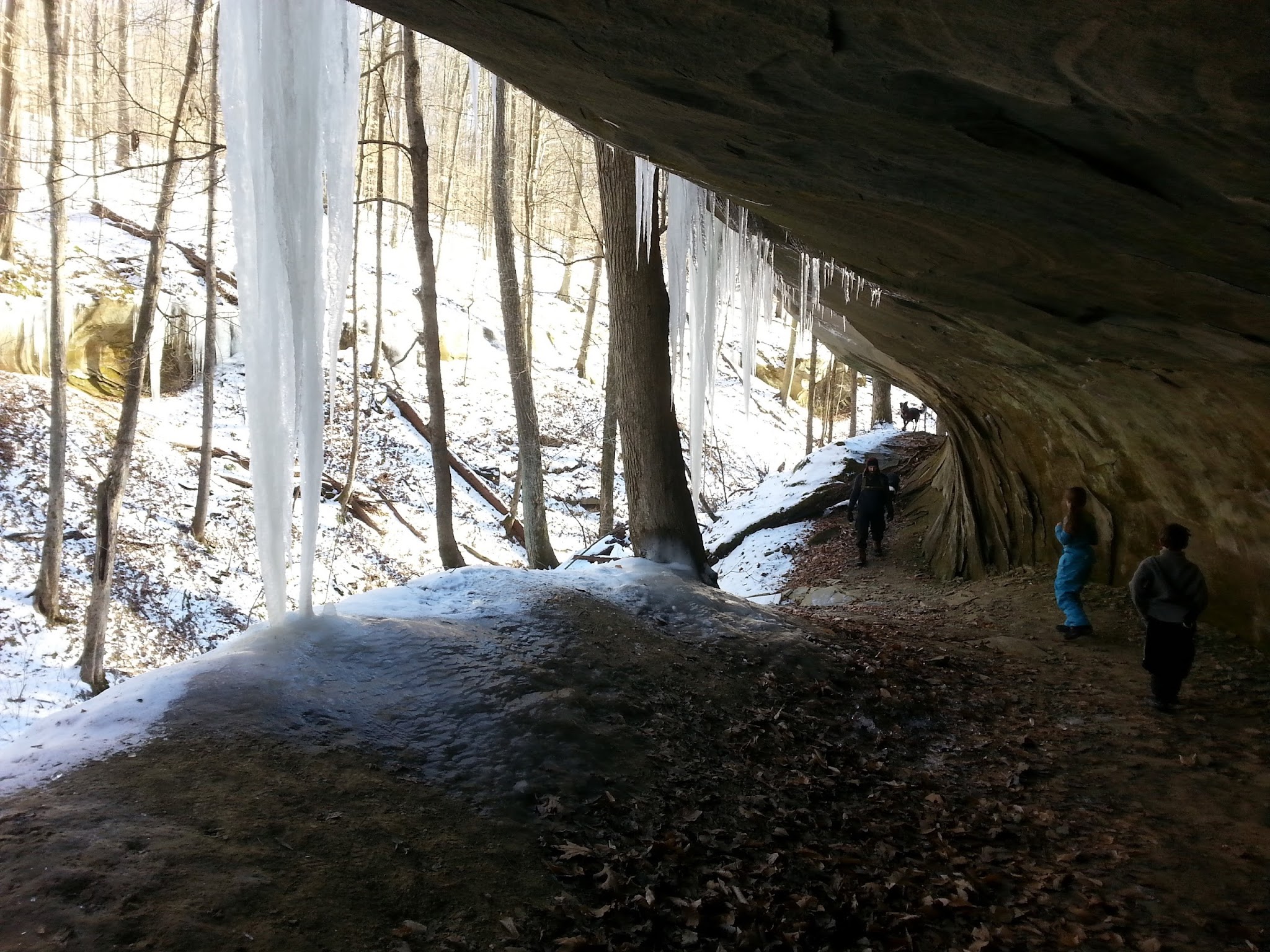 Morgan-Monroe State Forest