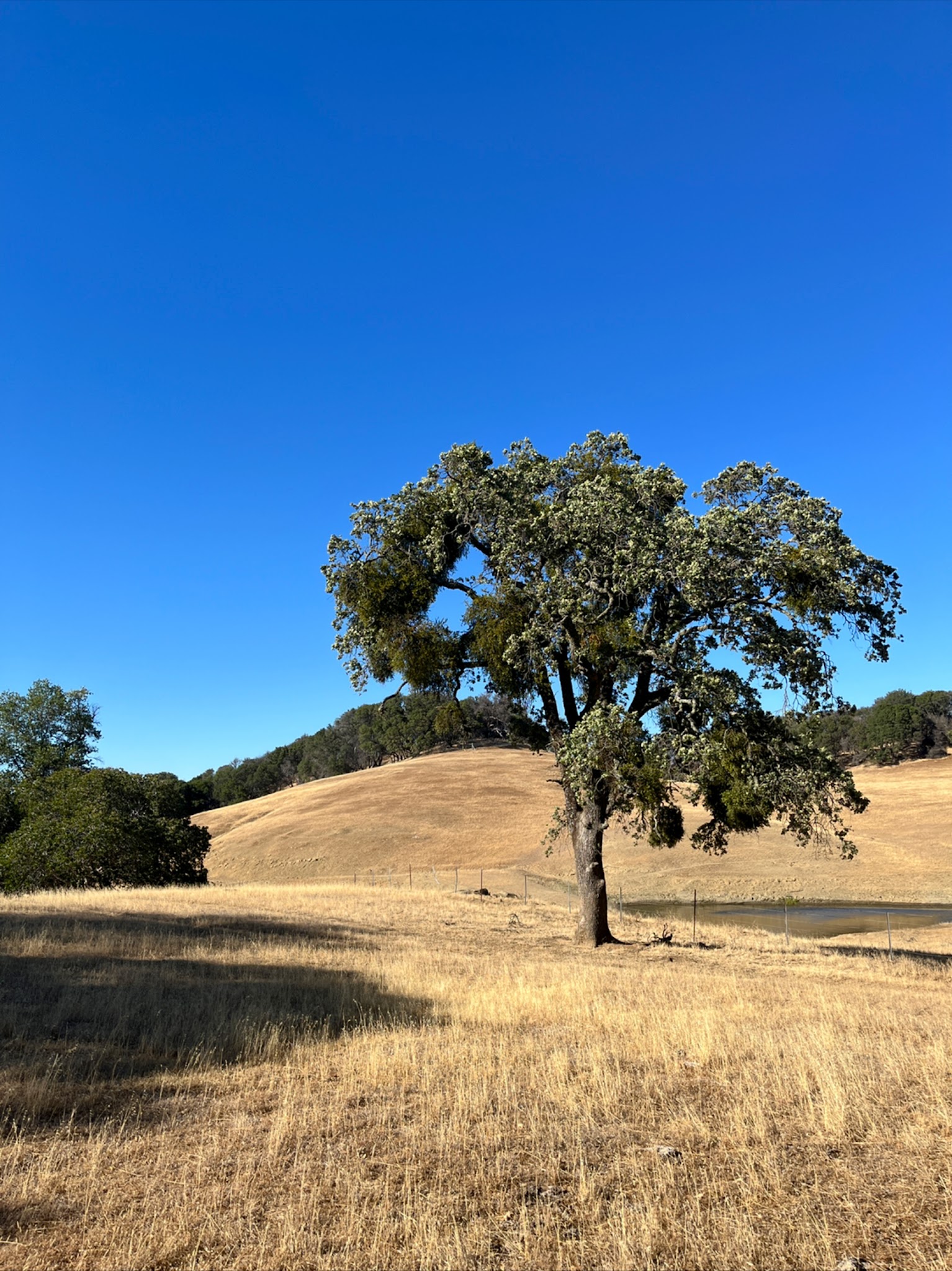 Morgan Territory Regional Preserve