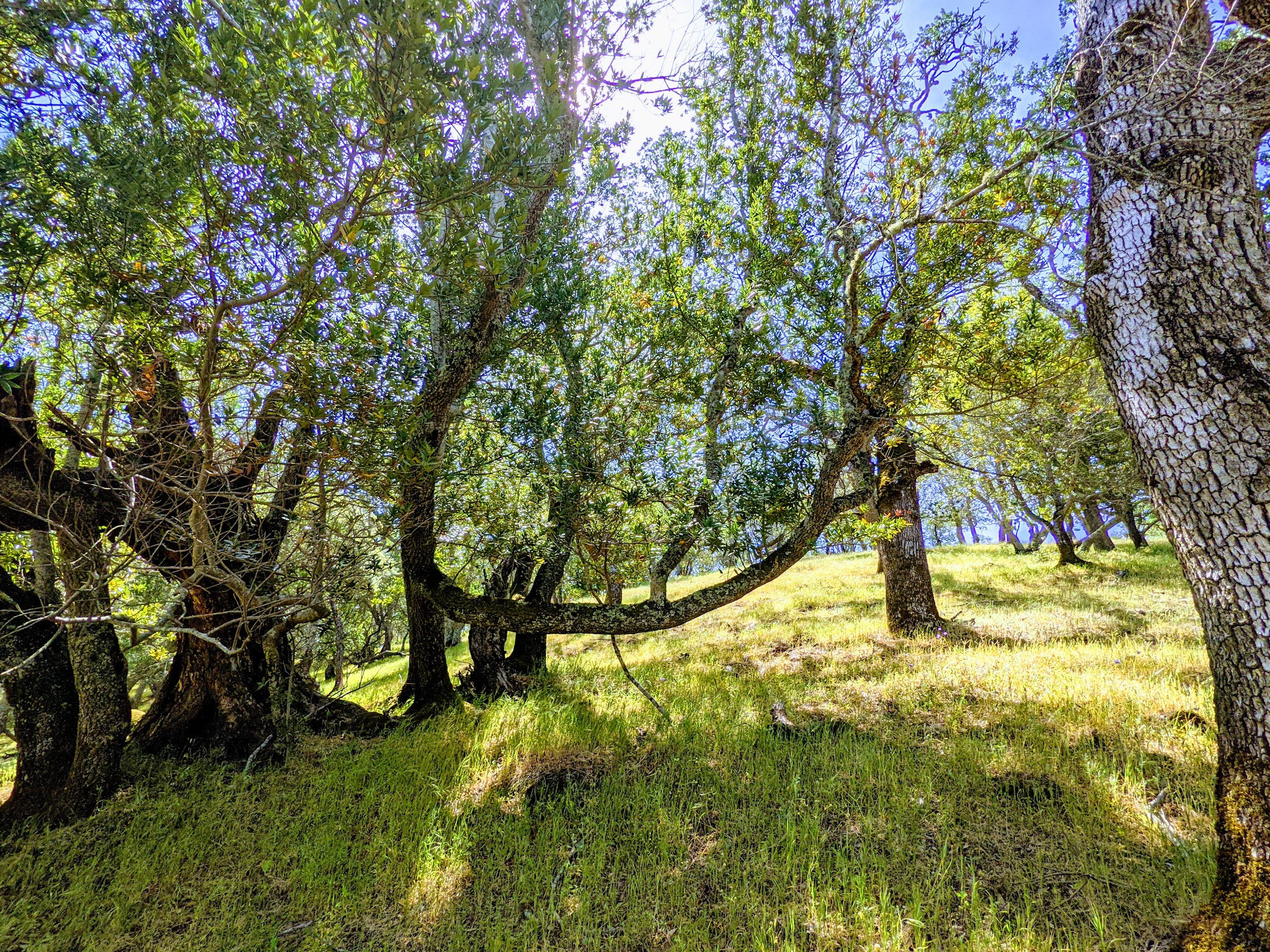 Morgan Territory Regional Preserve