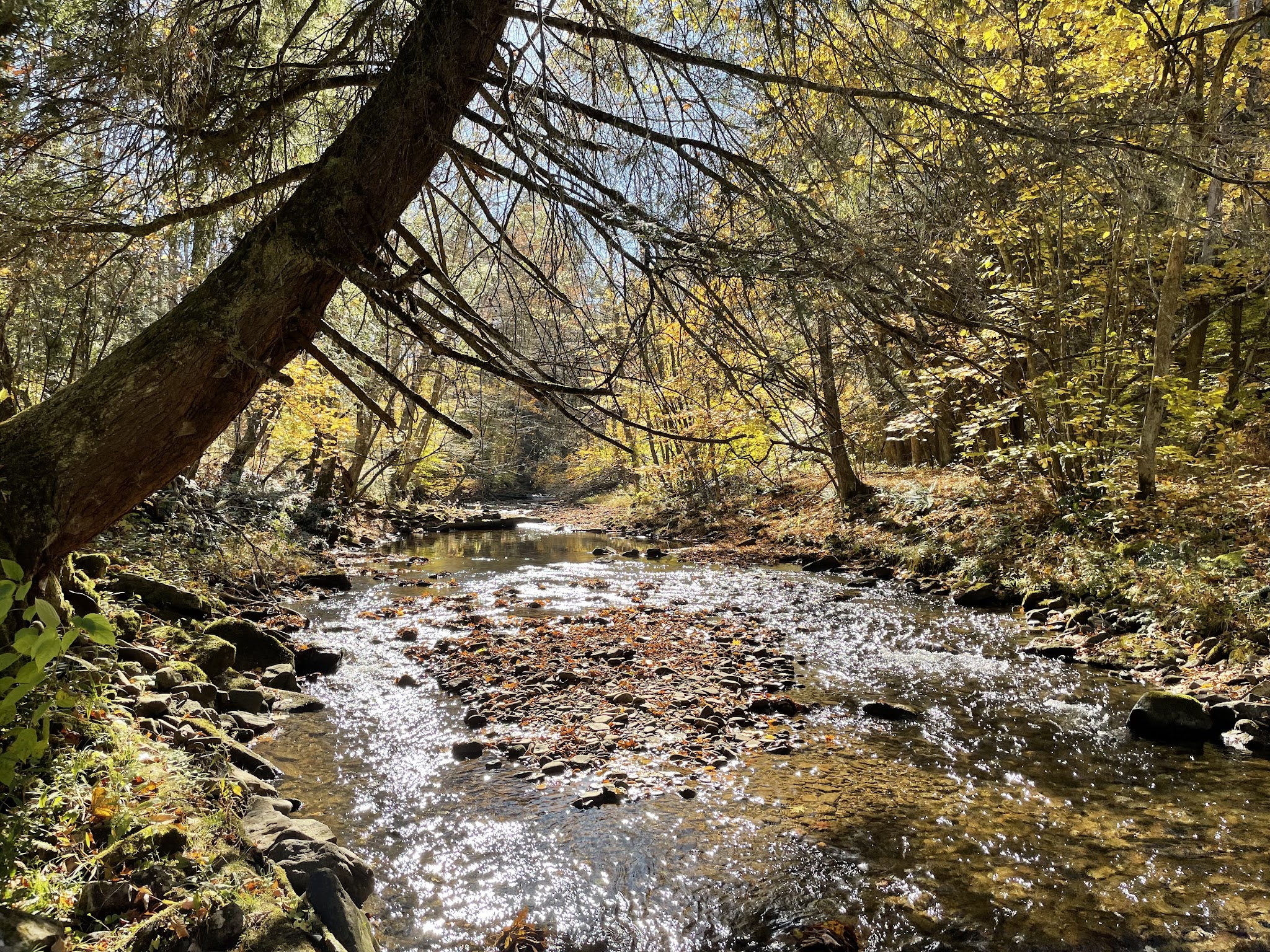 Moshannon State Forest
