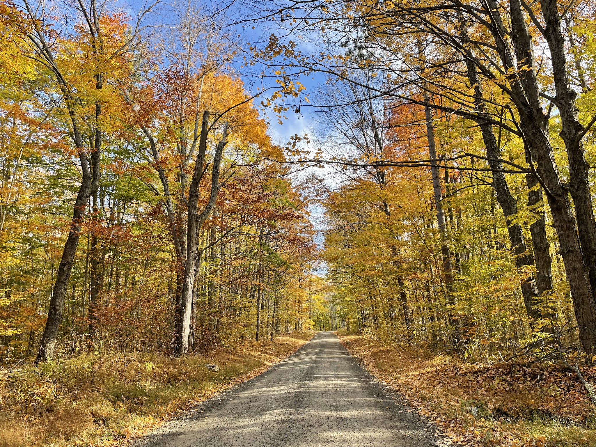 Moshannon State Forest