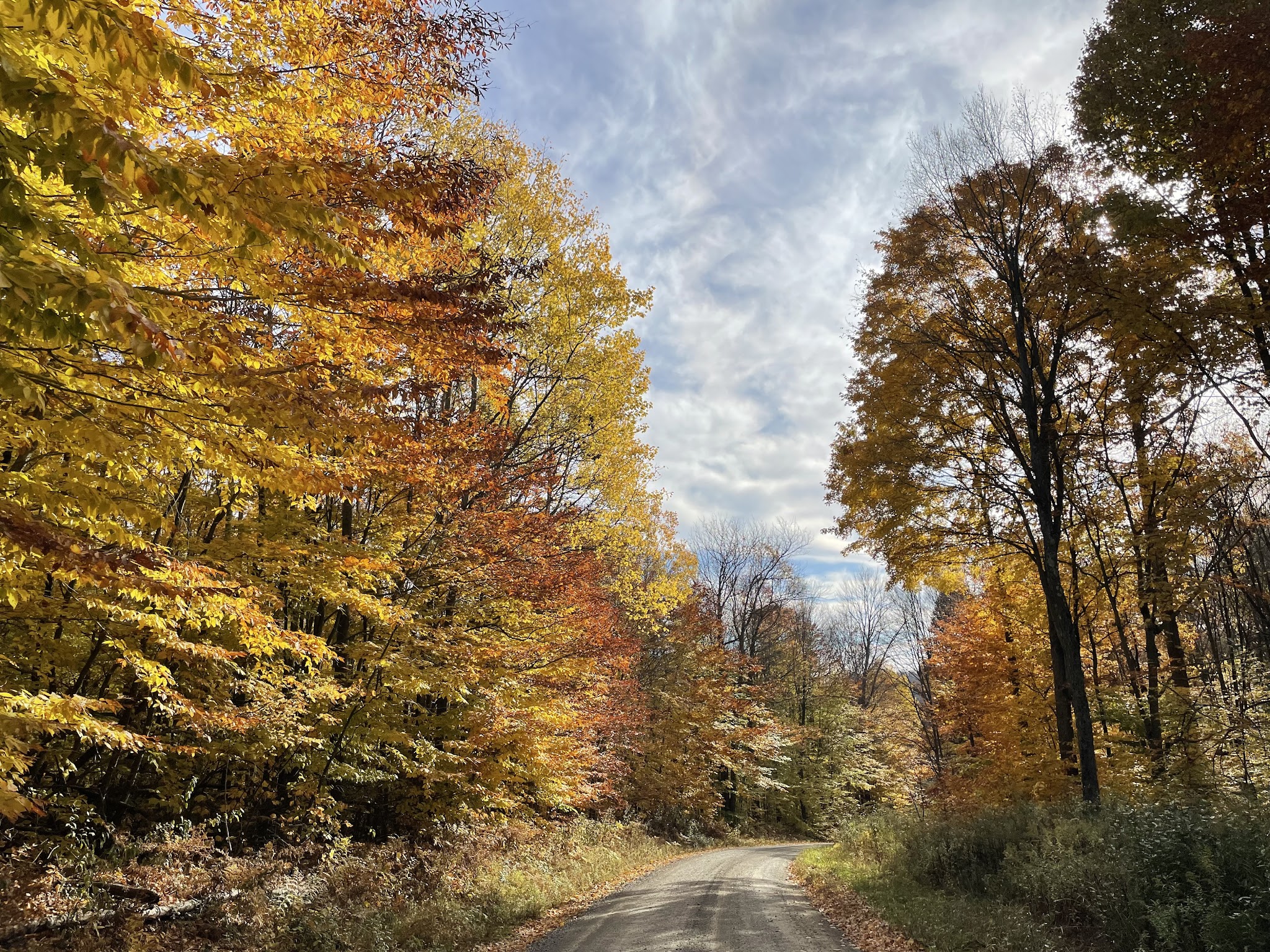 Moshannon State Forest