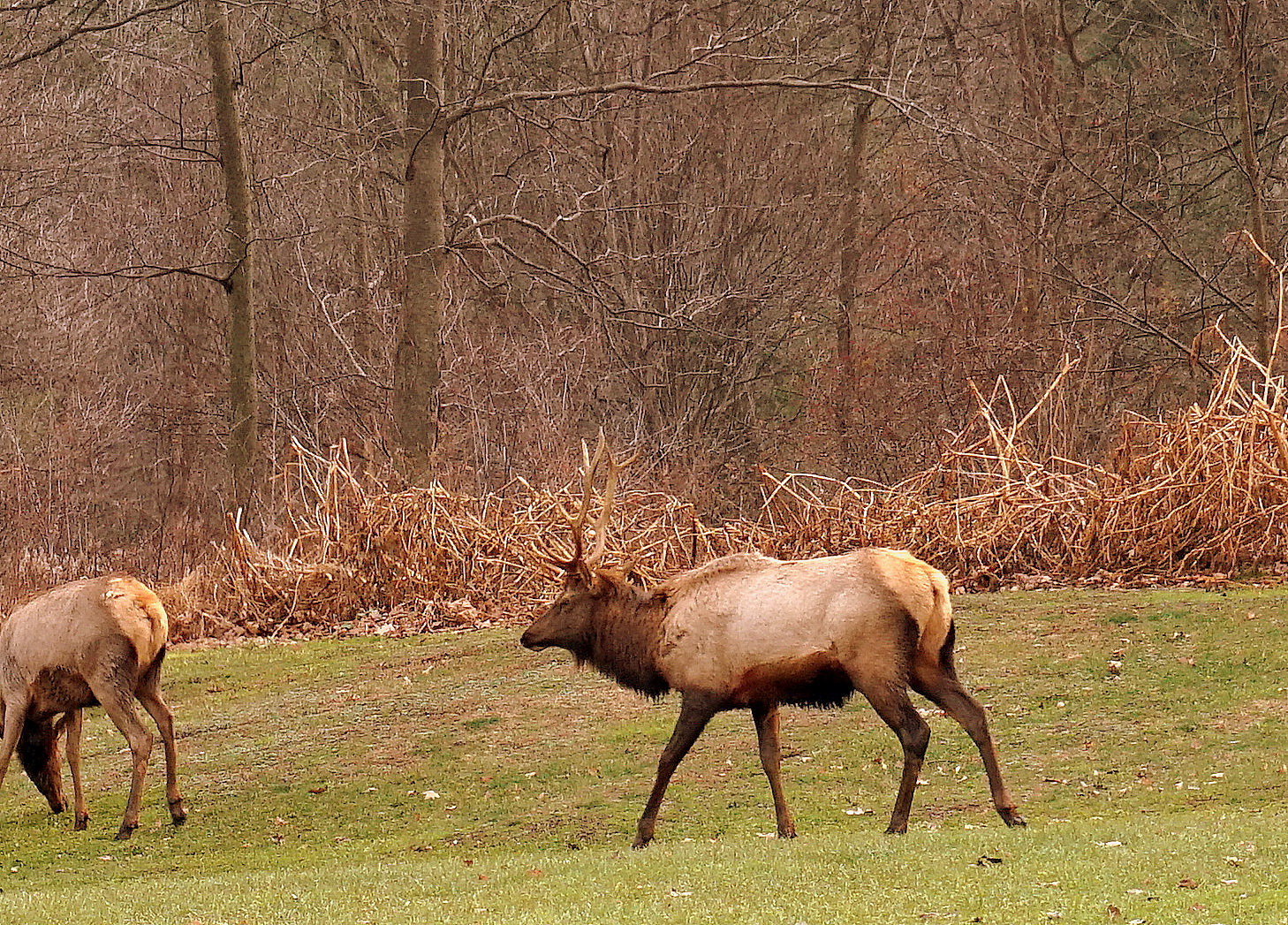 Moshannon State Forest