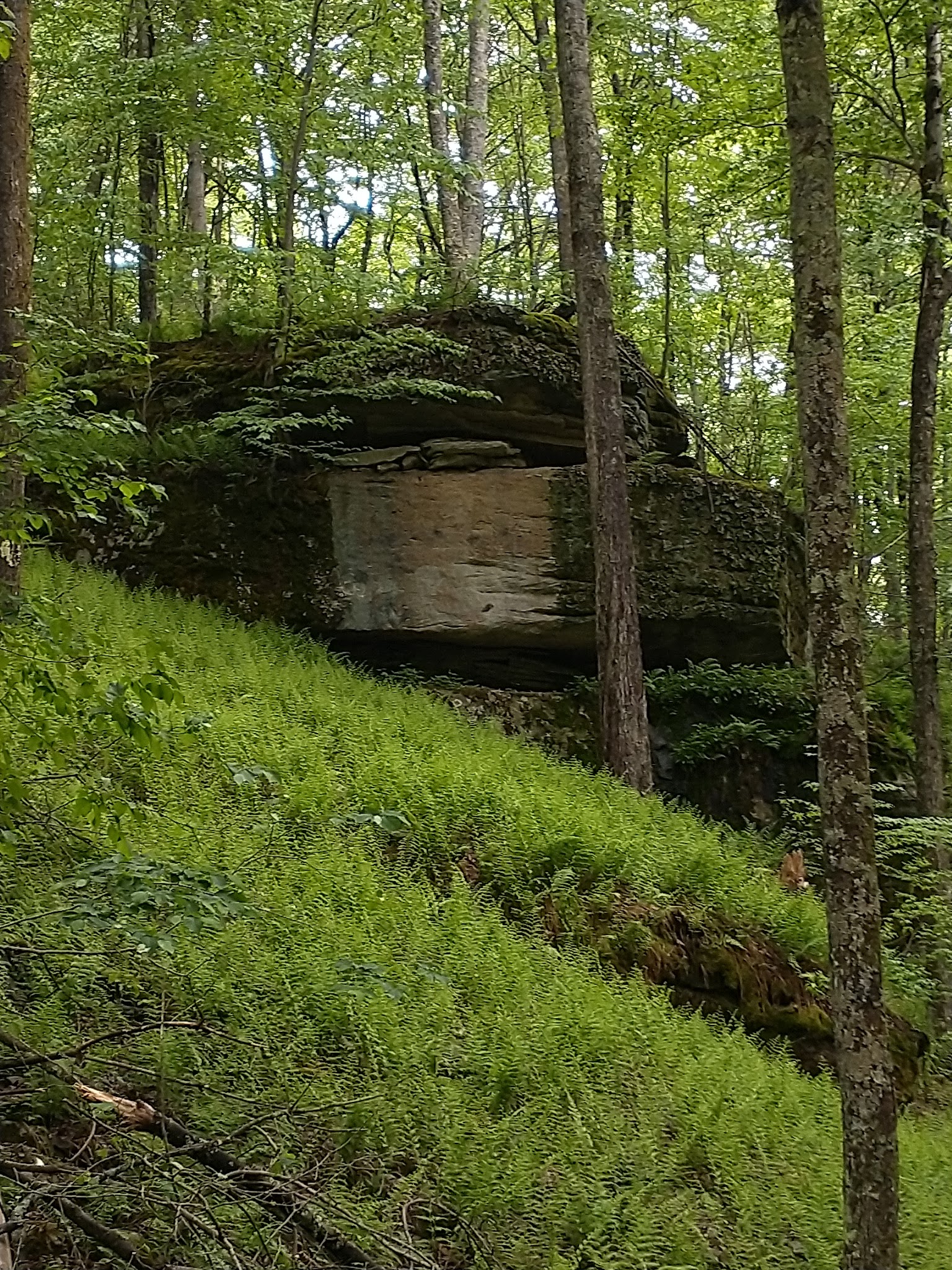 Moshannon State Forest