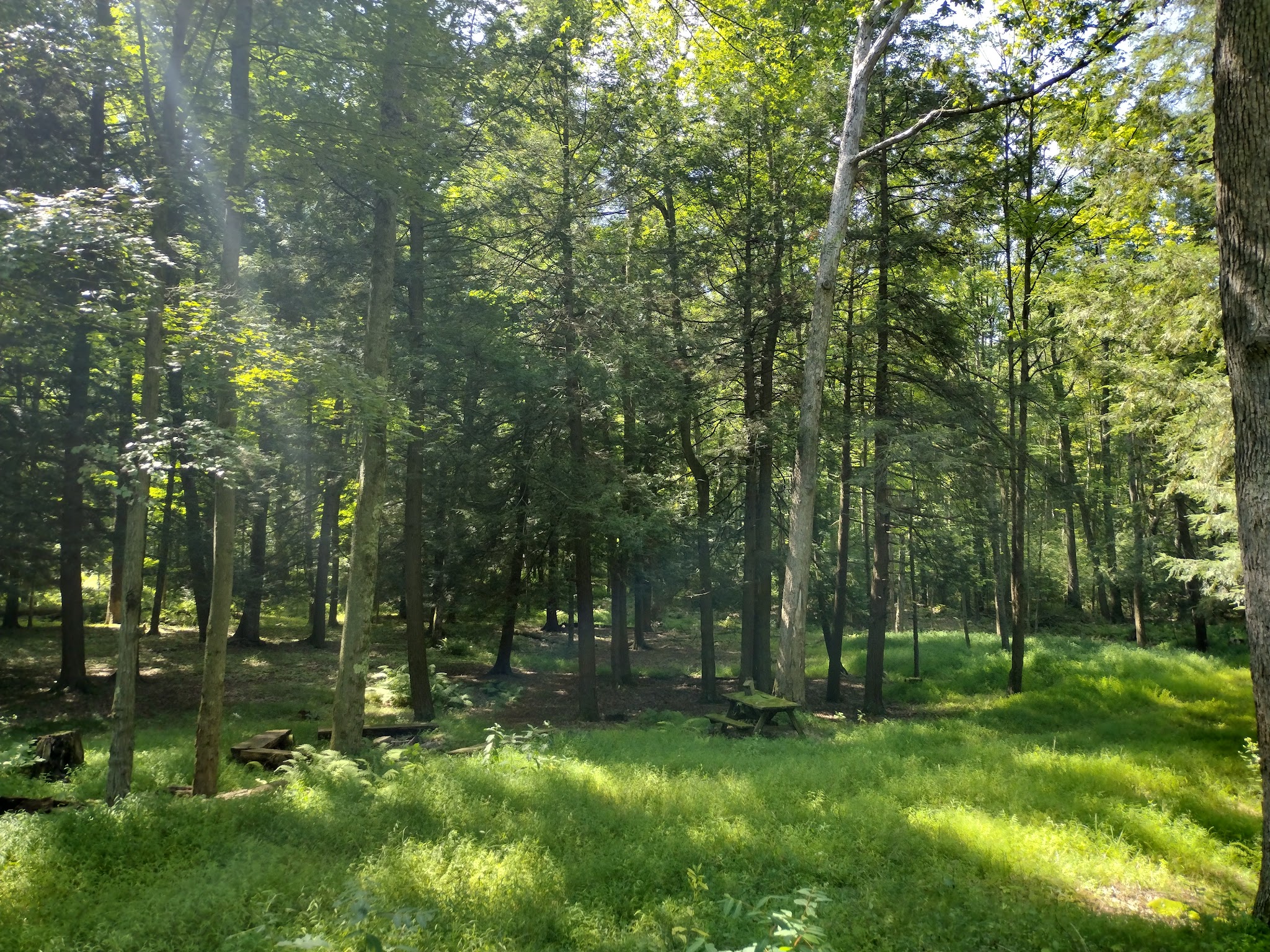 Moshannon State Forest