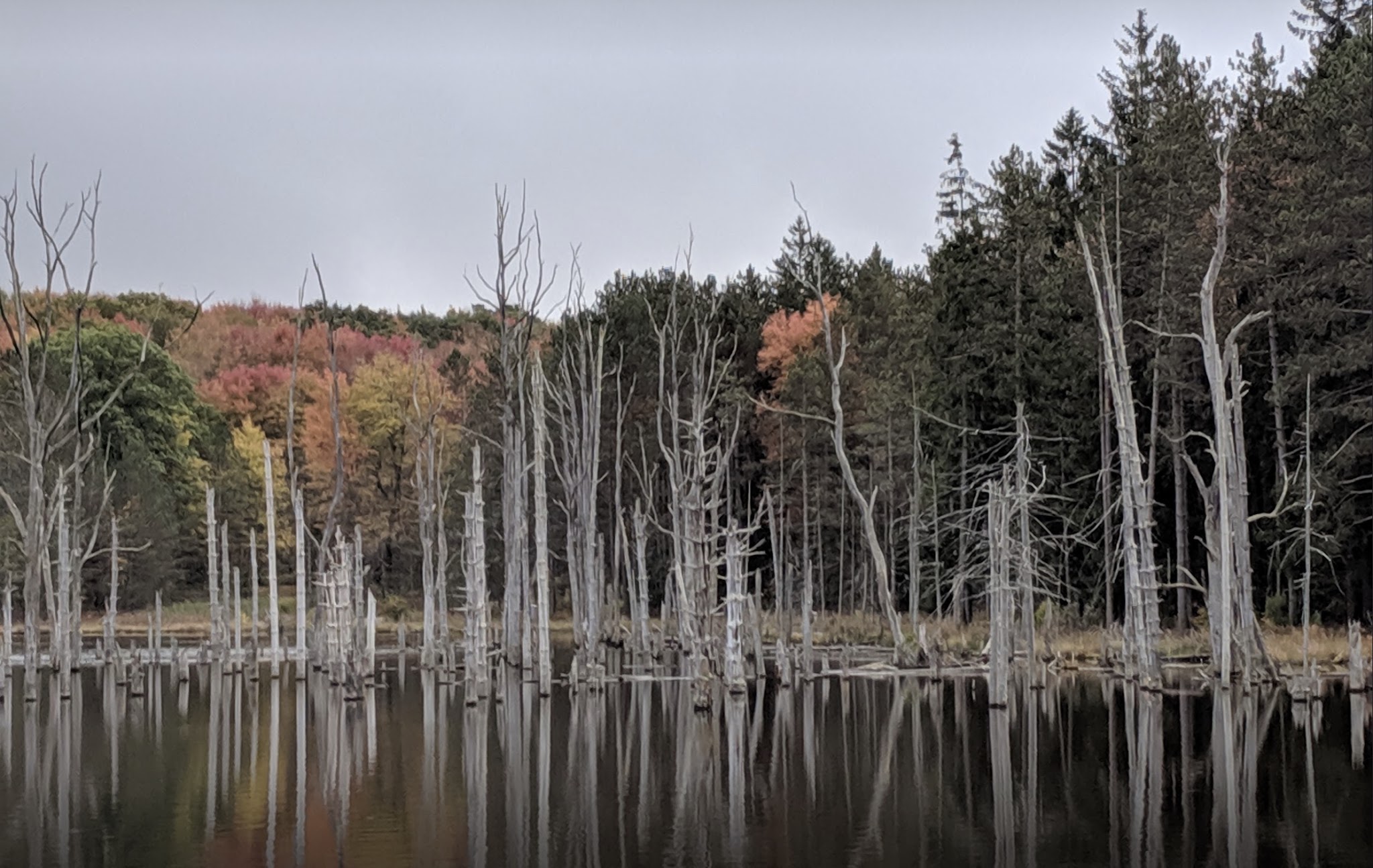 Moshannon State Forest