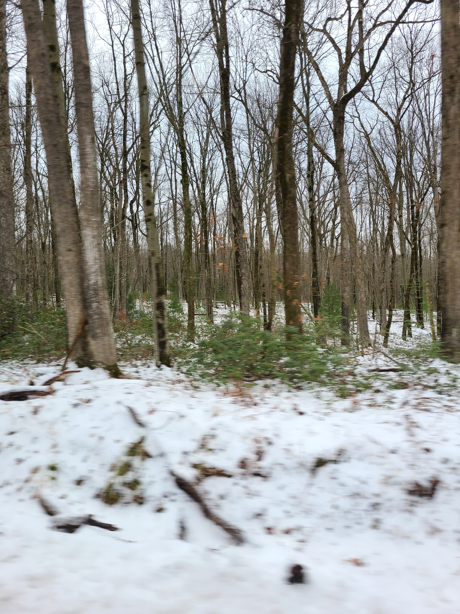 Moshannon State Forest