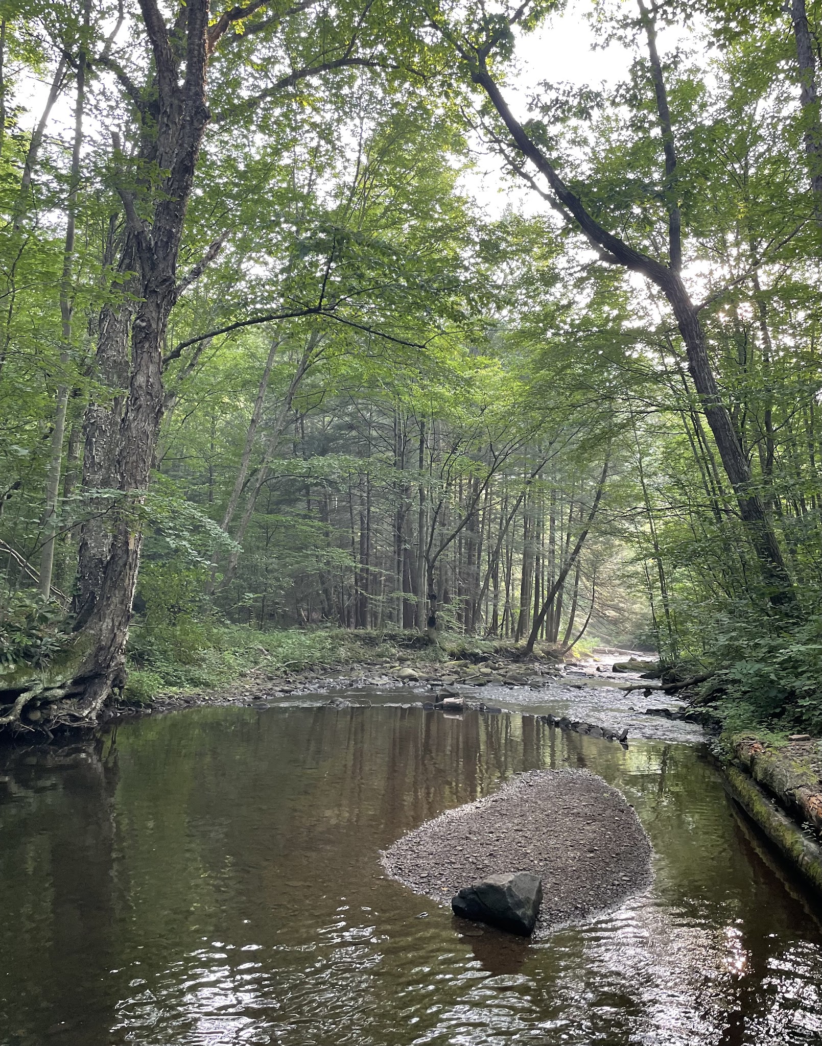 Moshannon State Forest