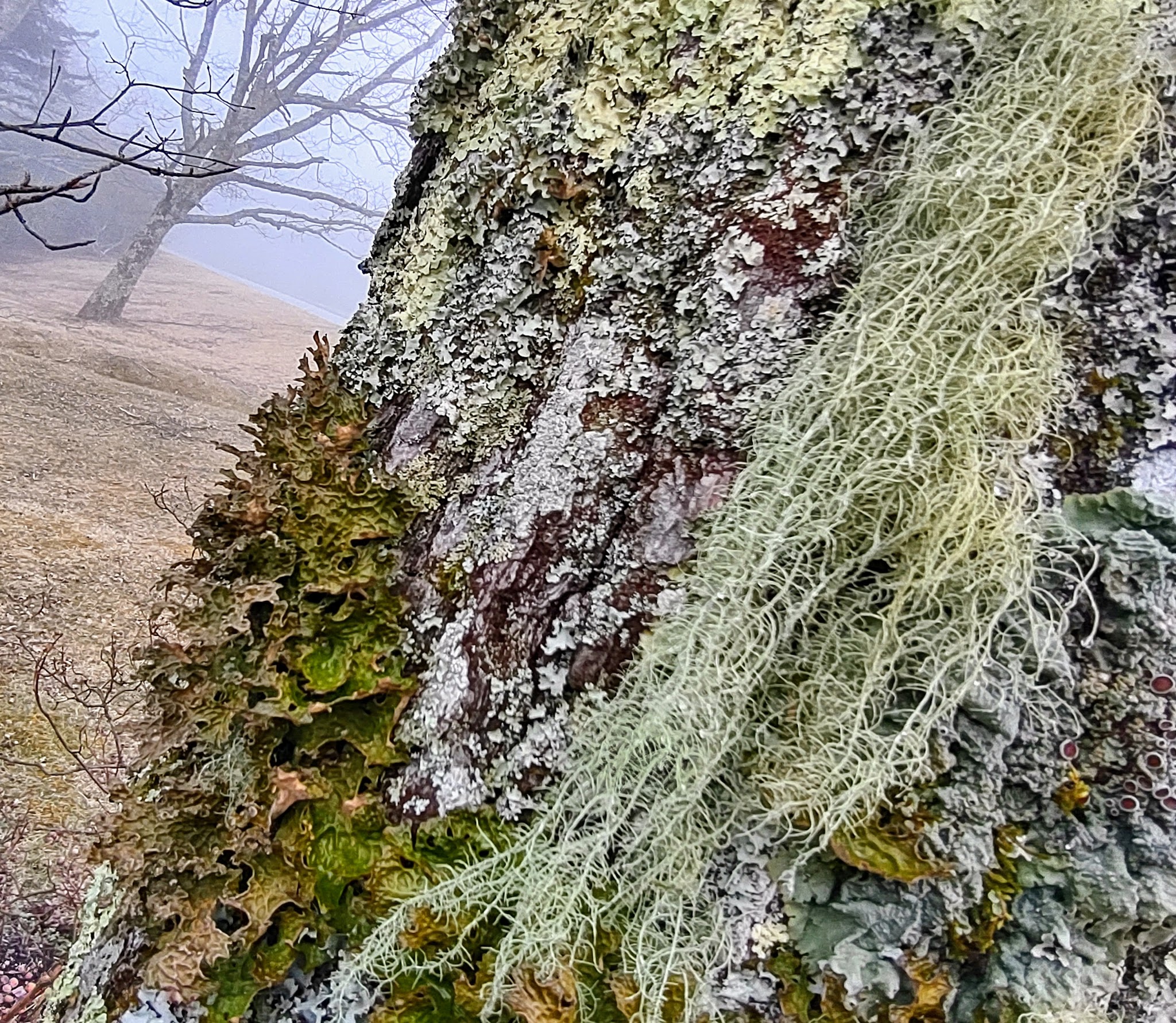 Mount Pisgah Campground