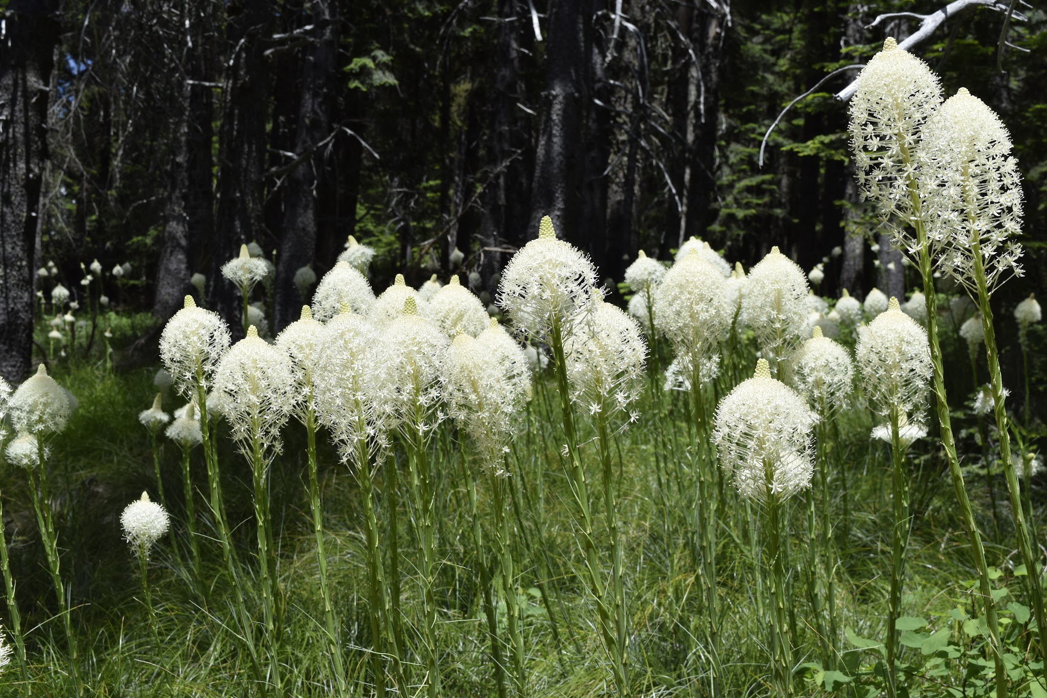 Mount Spokane State Park