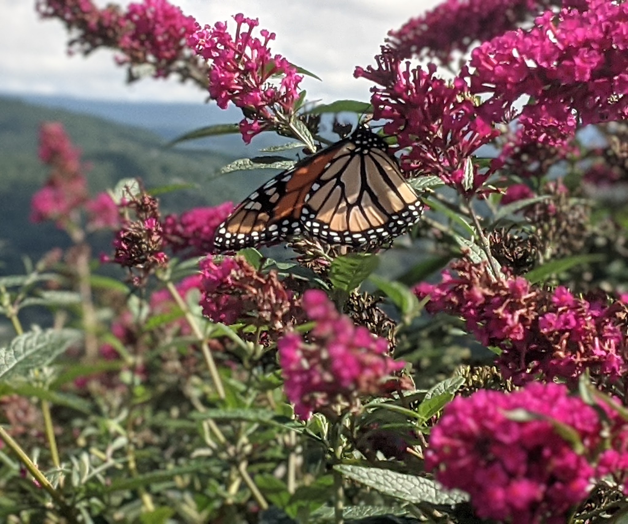 Mt. Sugarloaf State Reservation