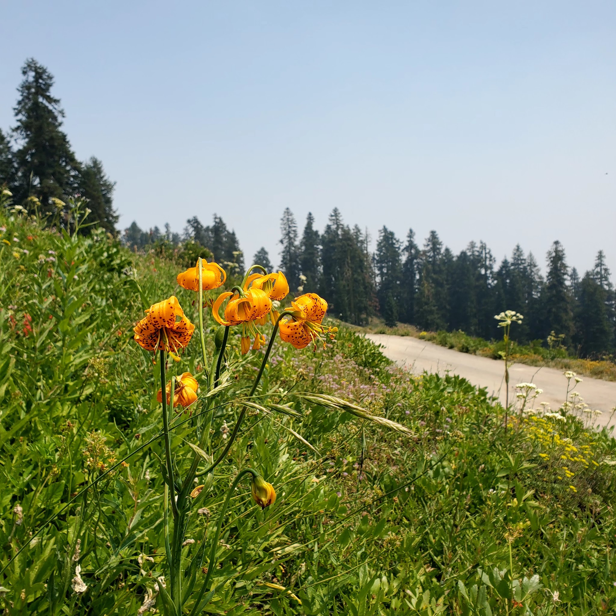 Mt. Ashland Campground