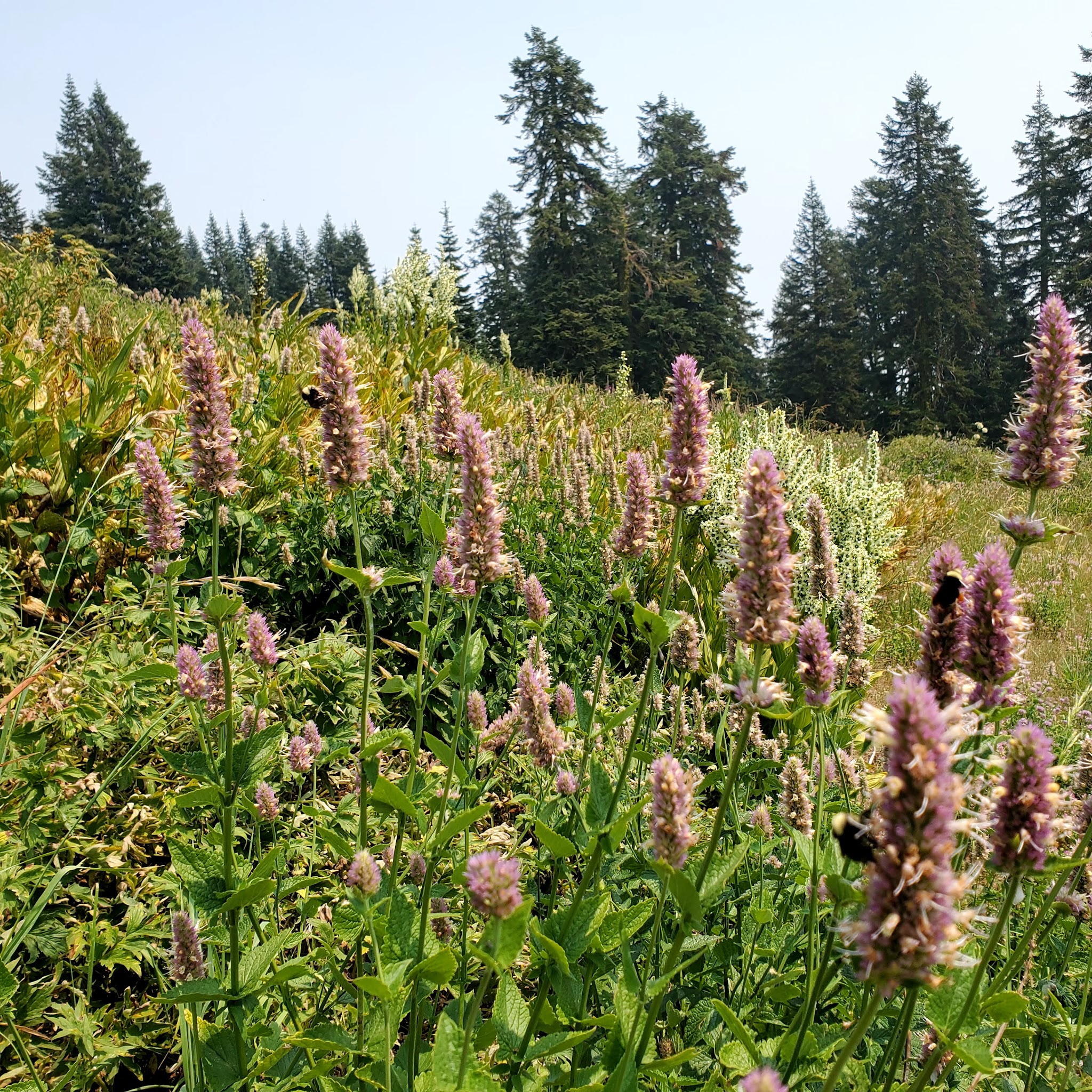 Mt. Ashland Campground