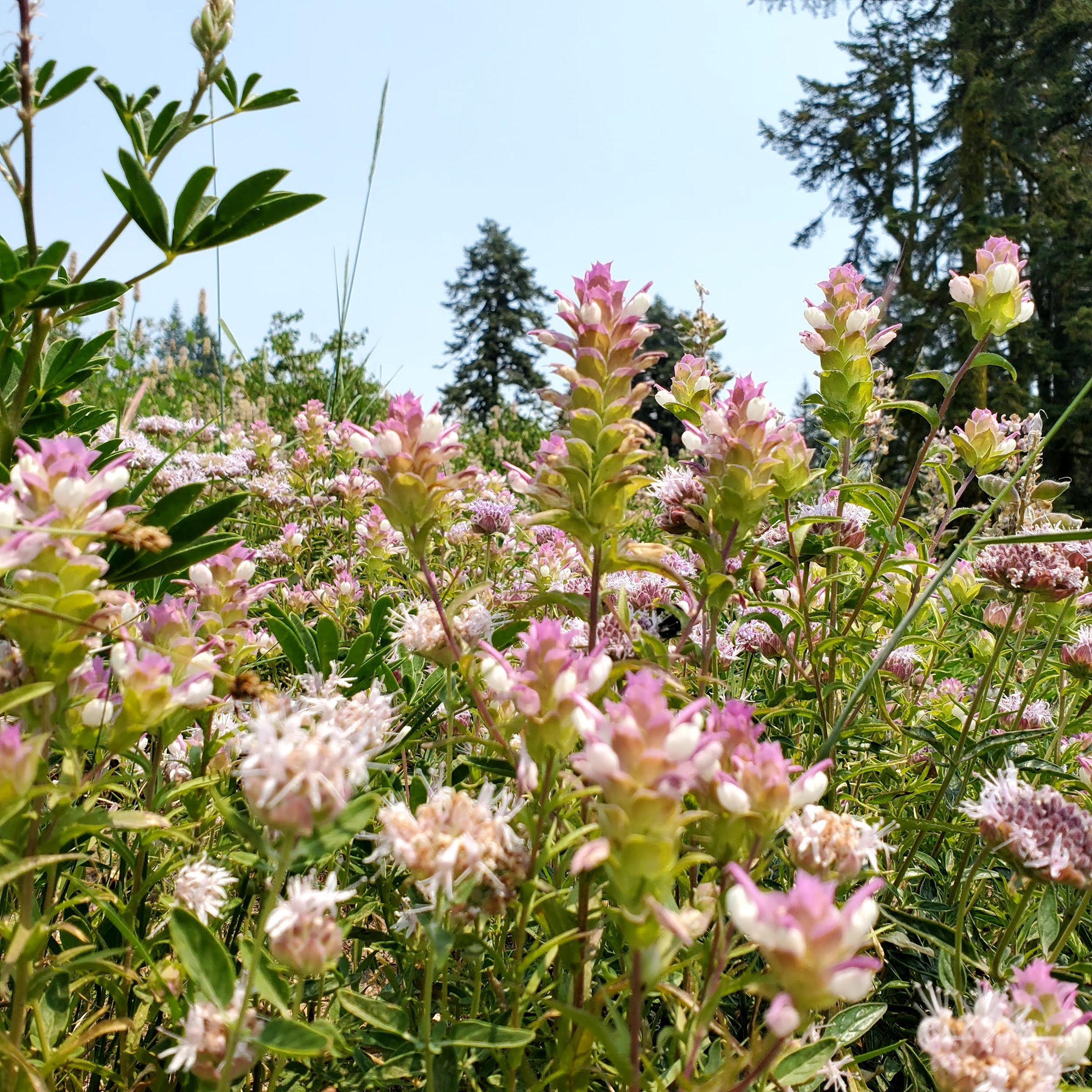 Mt. Ashland Campground