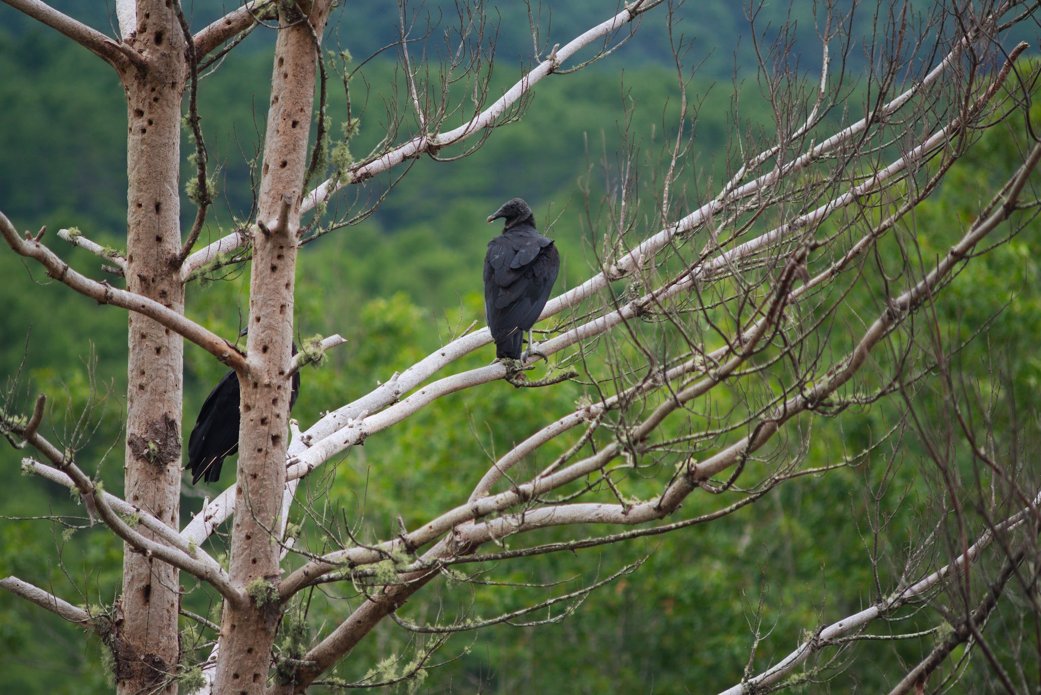 Mount Misery Campground